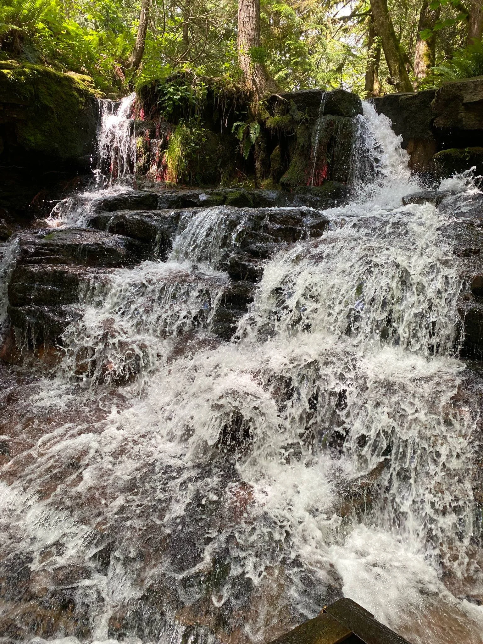 A small waterfall in a lush green forest with water cascading over rocks.