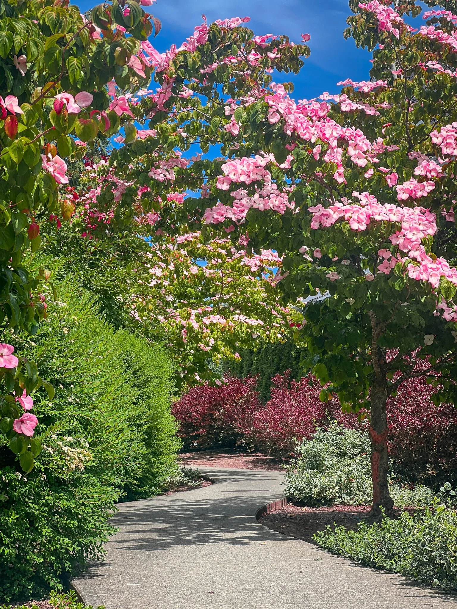 A peaceful street bordered by lush green bushes and blooming pink and purple trees, with a clear blue sky overhead.