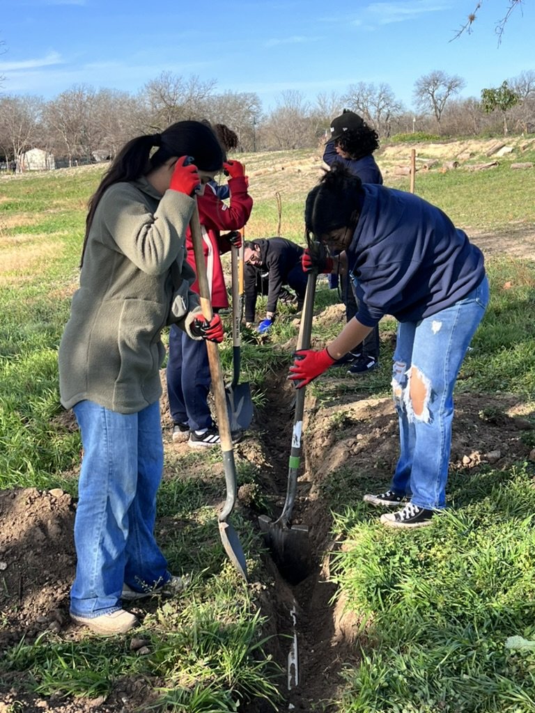 People planting a tree in a grassy field during daytime, some wearing gloves and working with shovels.