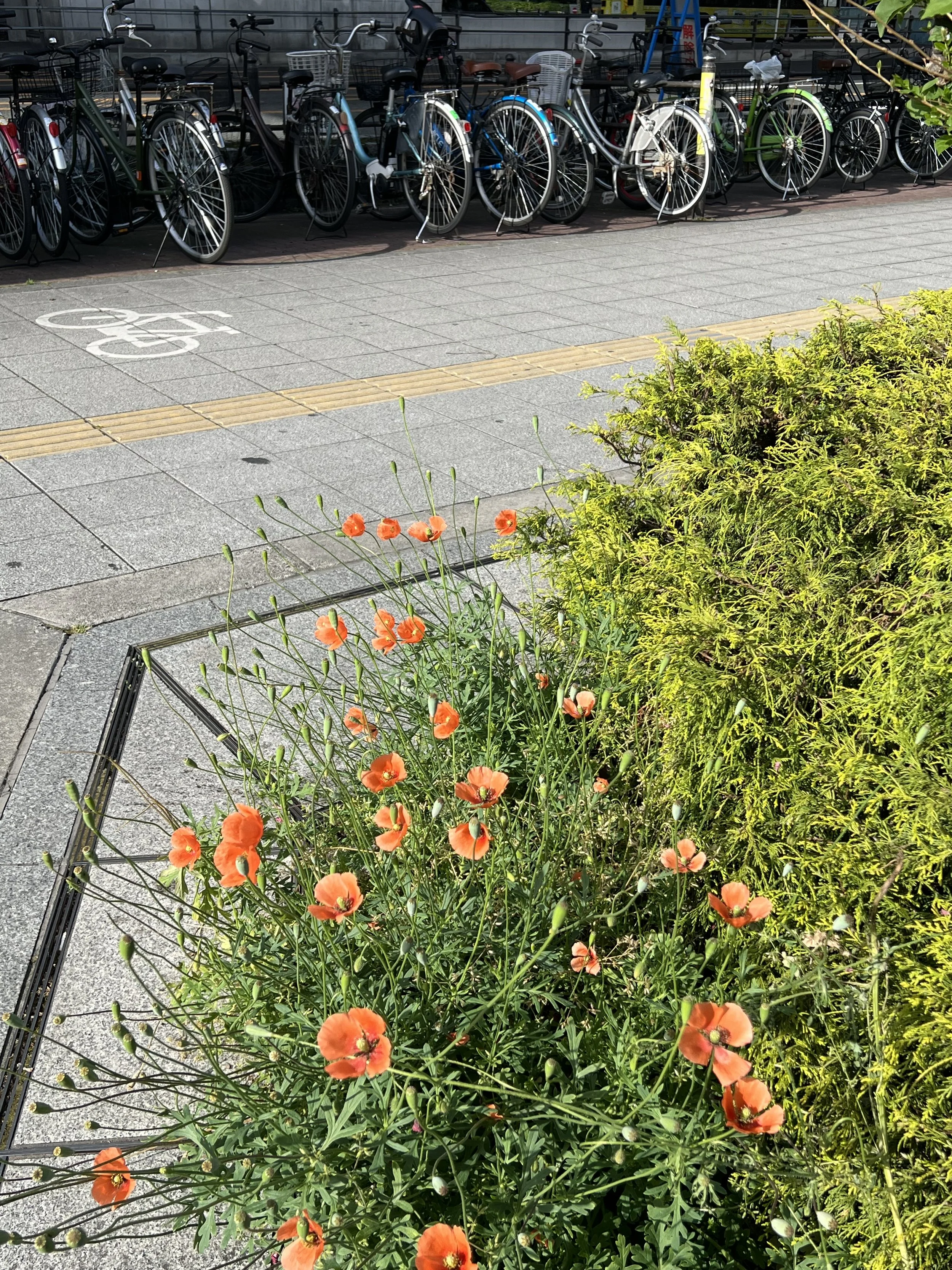 IMG_5154.jpeg