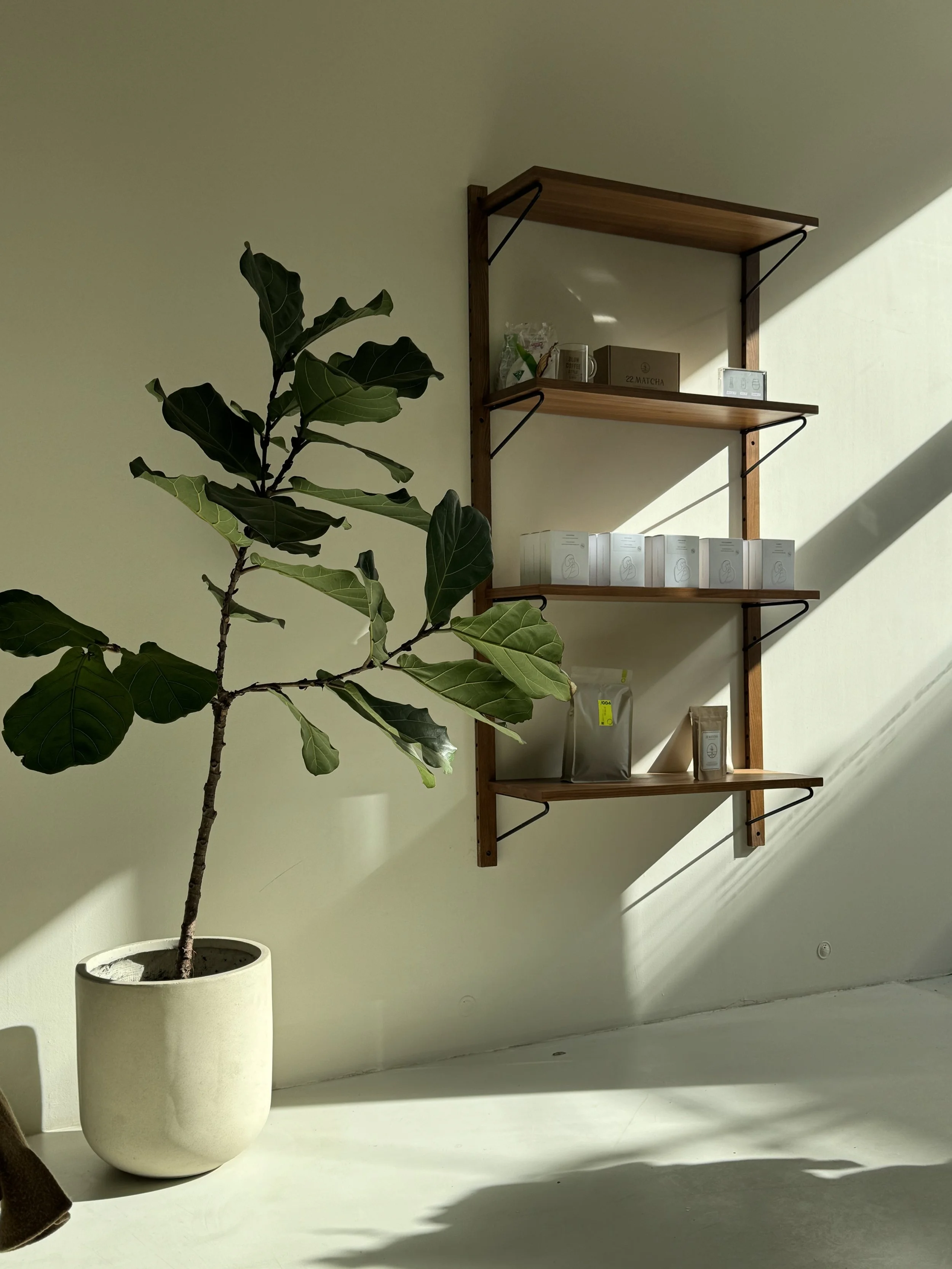 Interior scene with a fiddle leaf fig plant in a white pot and a wall-mounted wooden shelf holding various small packages and boxes, sunlight streaming through a window casting shadows on the wall.