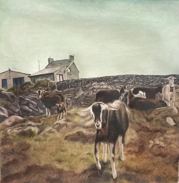  Halle Shanks 
 Cleire Goats, Ireland   
colored pencil, gouache 
10 x 10 in. 
$1,000
