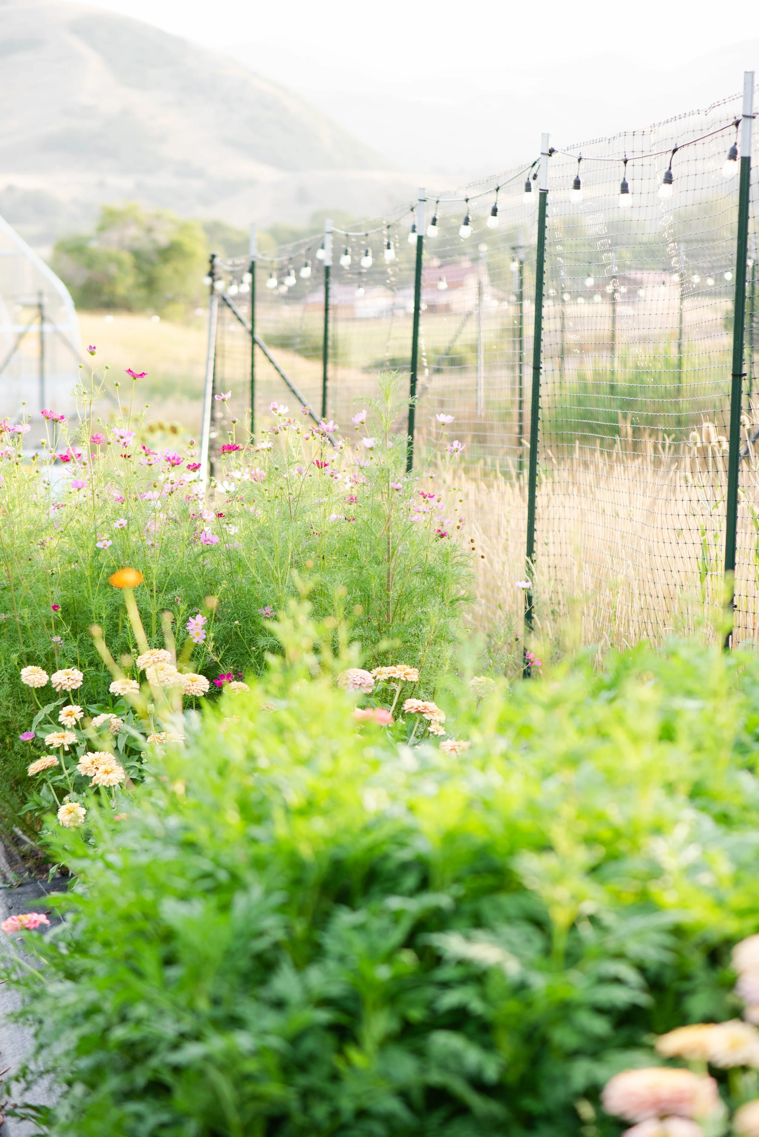 Garden path with colorful flowers, green foliage, and a string of outdoor lights hanging along a black mesh fence, with a hill in the background.