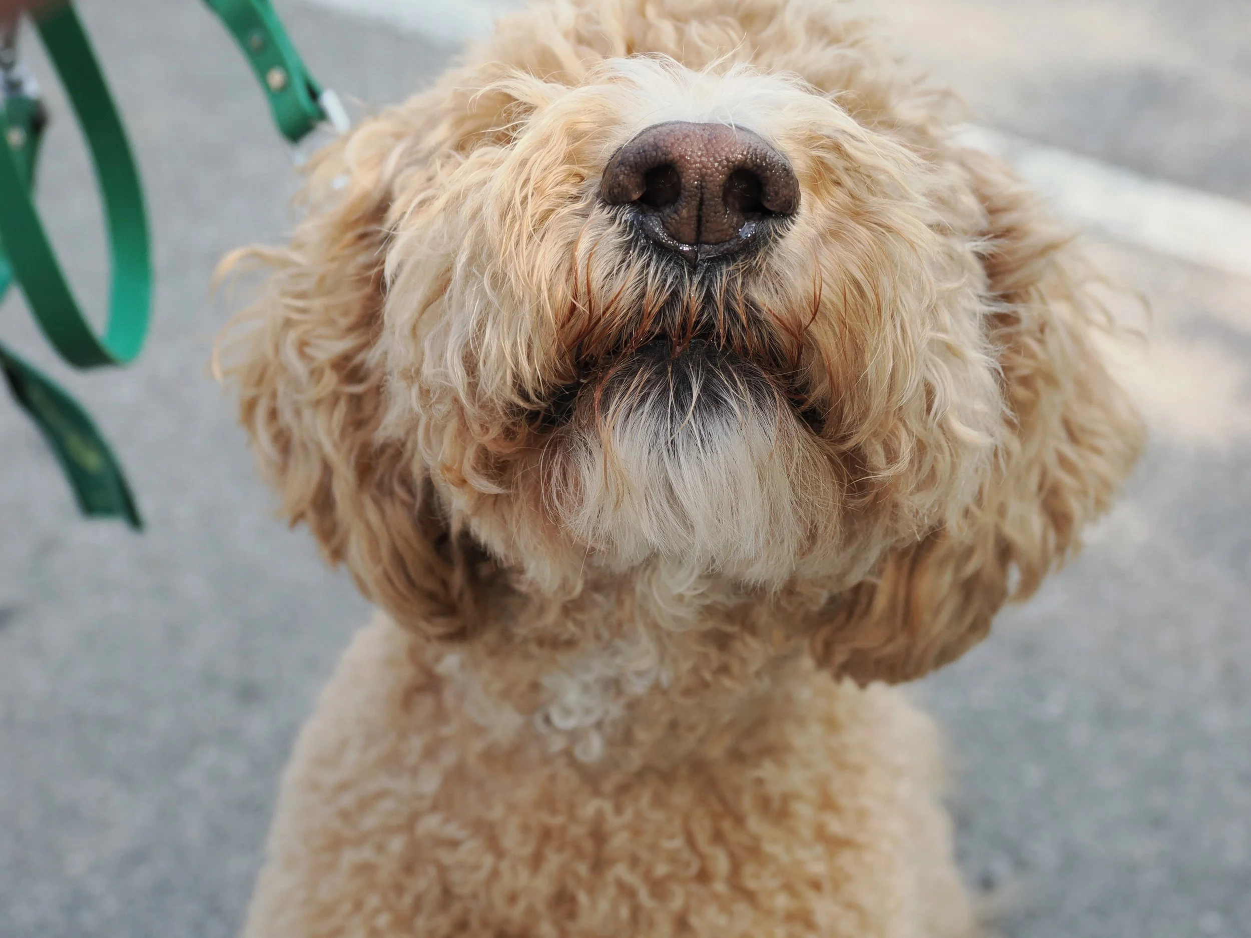 Close-up of a fluffy light-colored dog with curly fur, possibly a poodle or similar breed, looking up at the camera, with a green leash visible on the left side of the image.