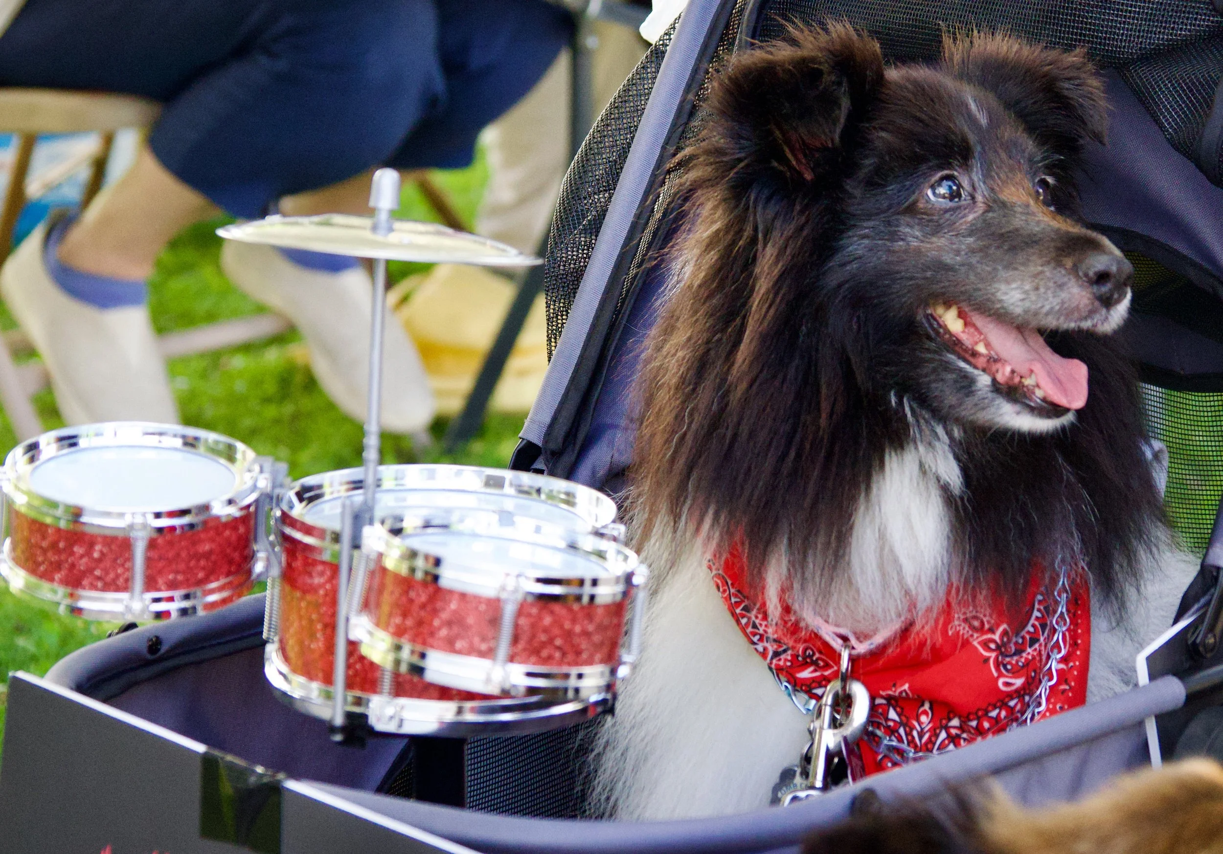 A close-up of a happy black and brown dog wearing a red bandana, sitting in a stroller, with a section of a drum set and a person's legs in the background.