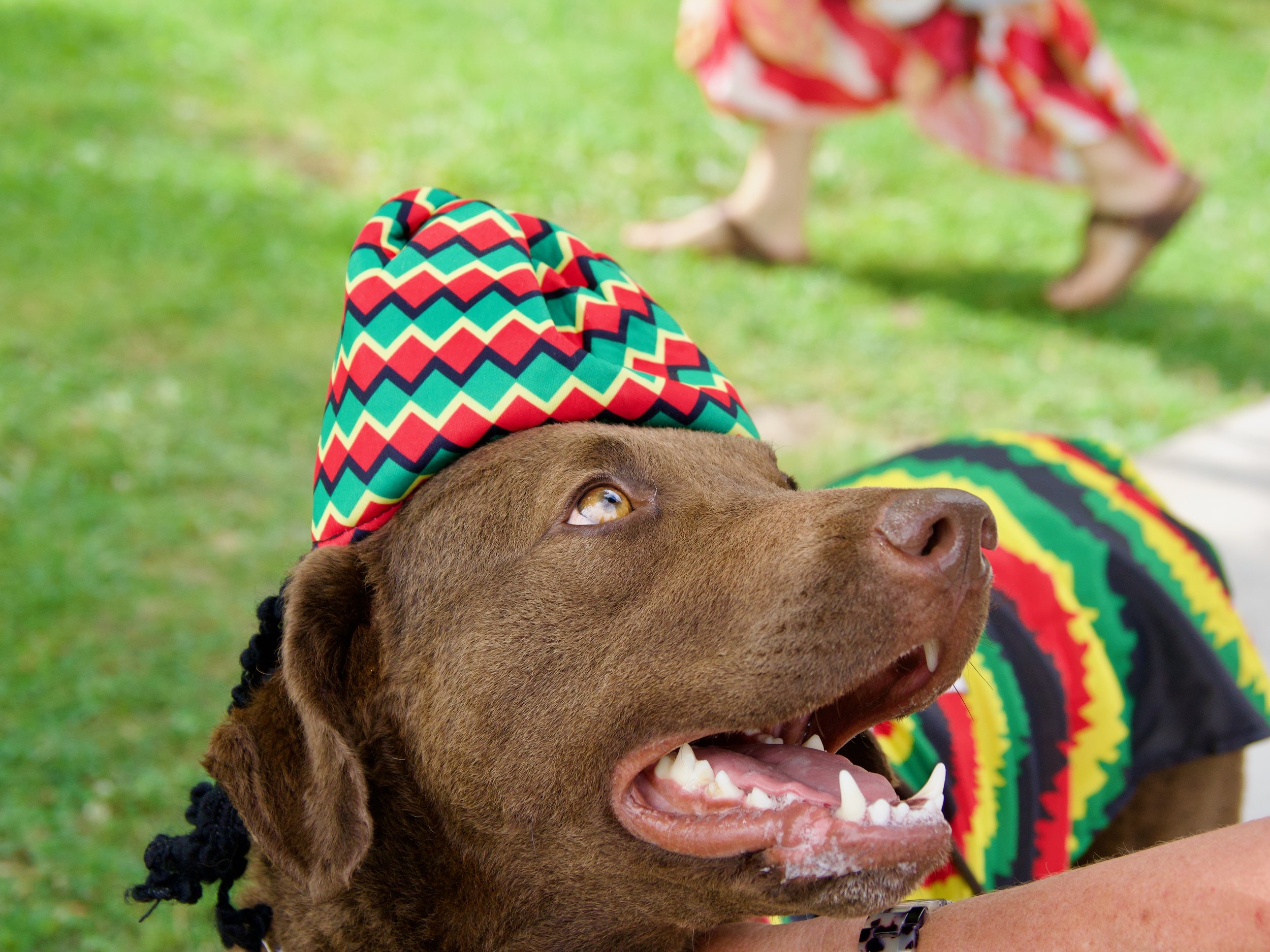 Close-up of a dog wearing a colorful, zigzag-patterned hat and attire, with another person wearing similar colorful clothing in the background, all outdoors on green grass.