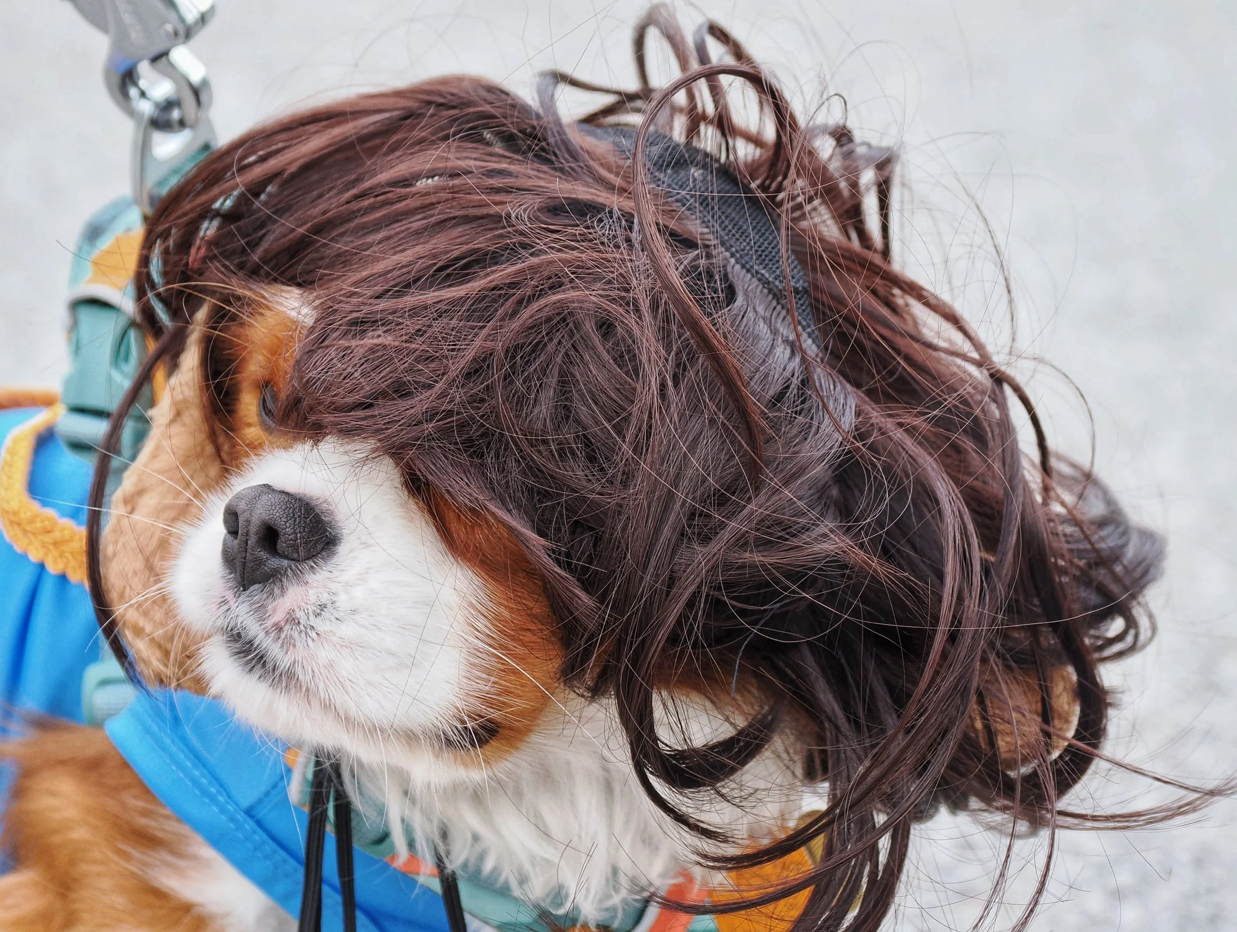 Close-up of a dog with long, curly, reddish-brown hair on its head, wearing a blue jacket and harness.