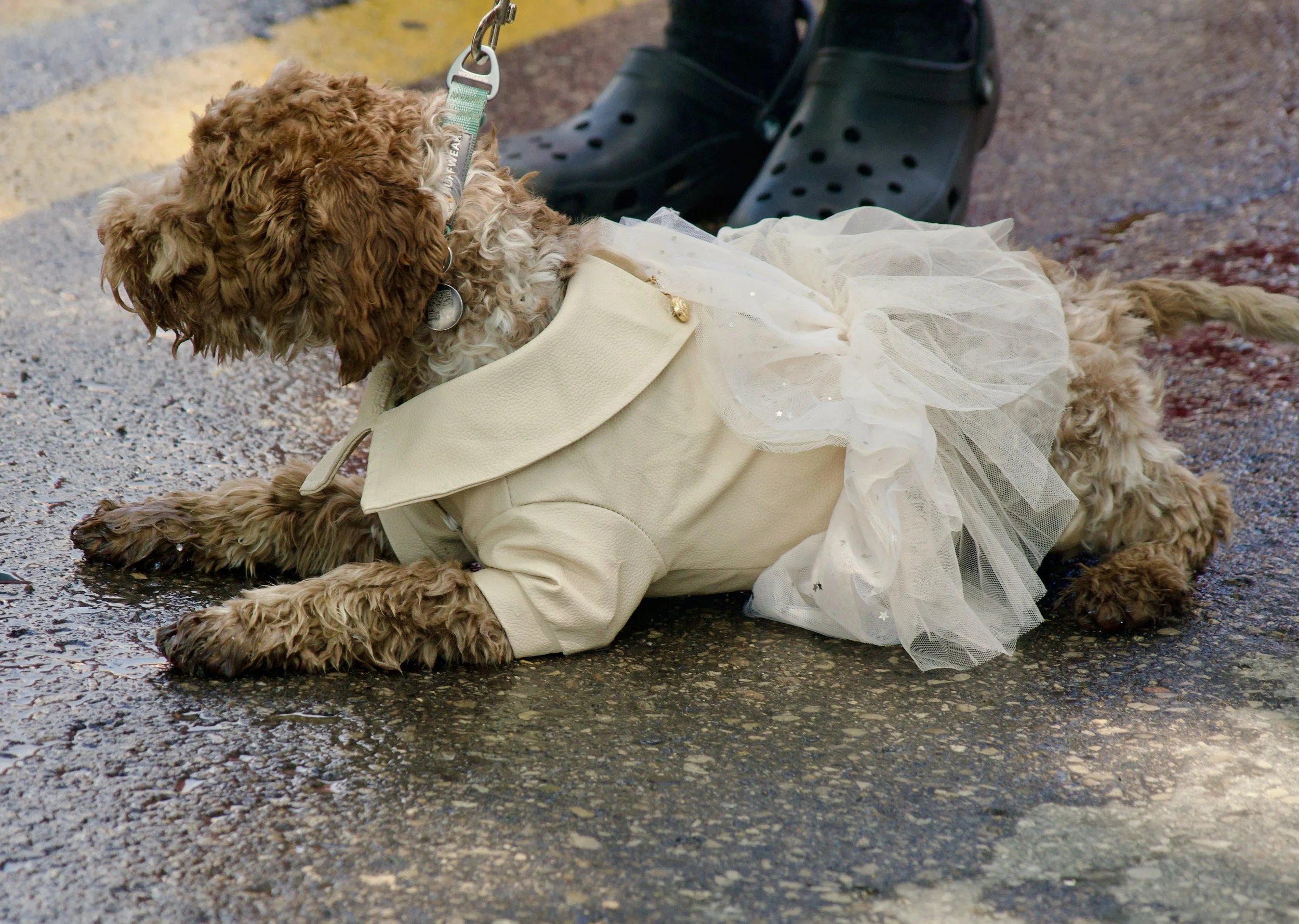 A small dog with curly brown and white fur wearing a dress with a tulle skirt, lying on wet pavement next to a person's legs in black Crocs shoes.