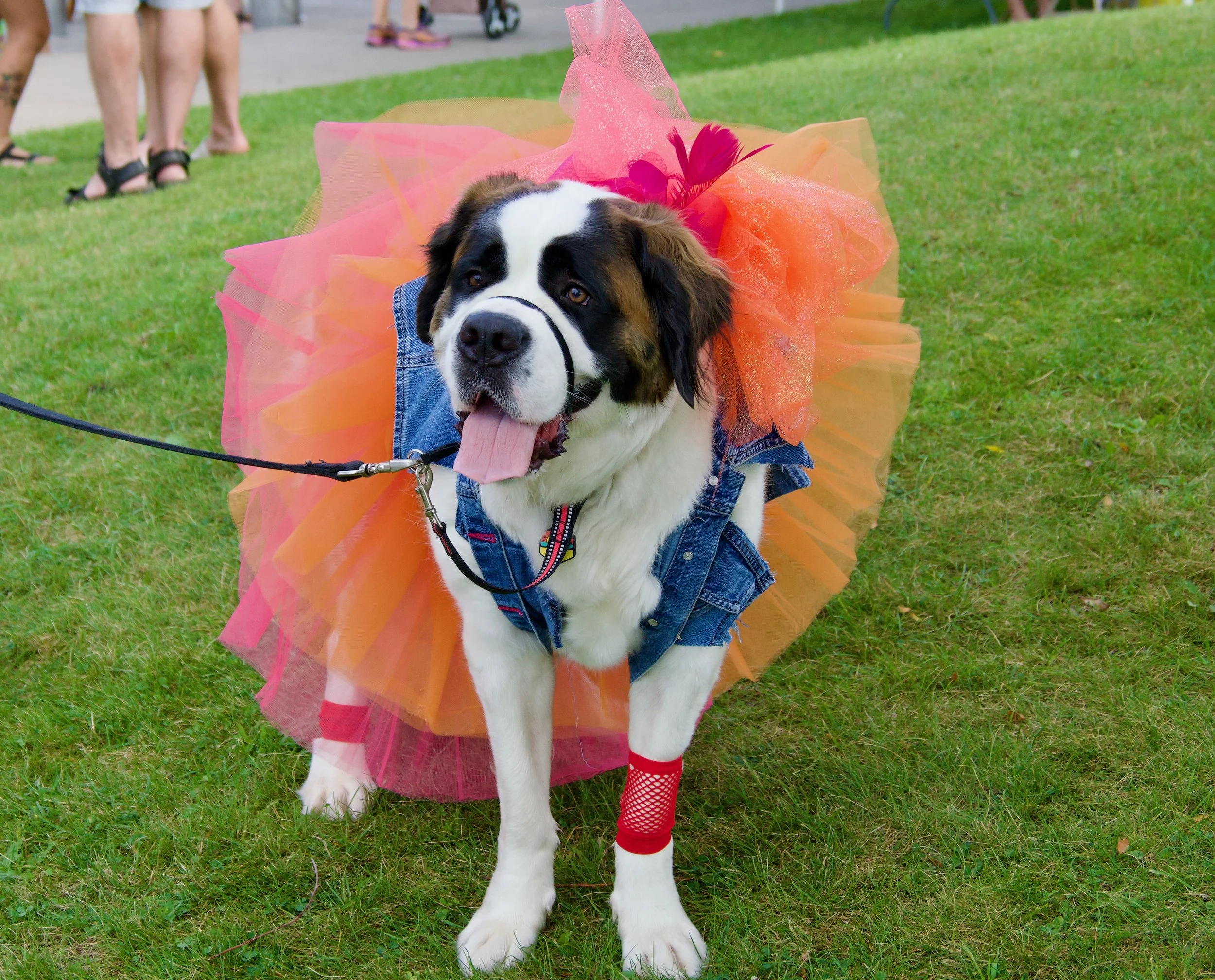A large Bernese Mountain Dog dressed in a colorful costume with orange tulle ruffles, denim vest, red fishnet stockings, and a black line painted on its face. The dog is outdoors on a grass field, panting with its tongue out. People are in the backgr