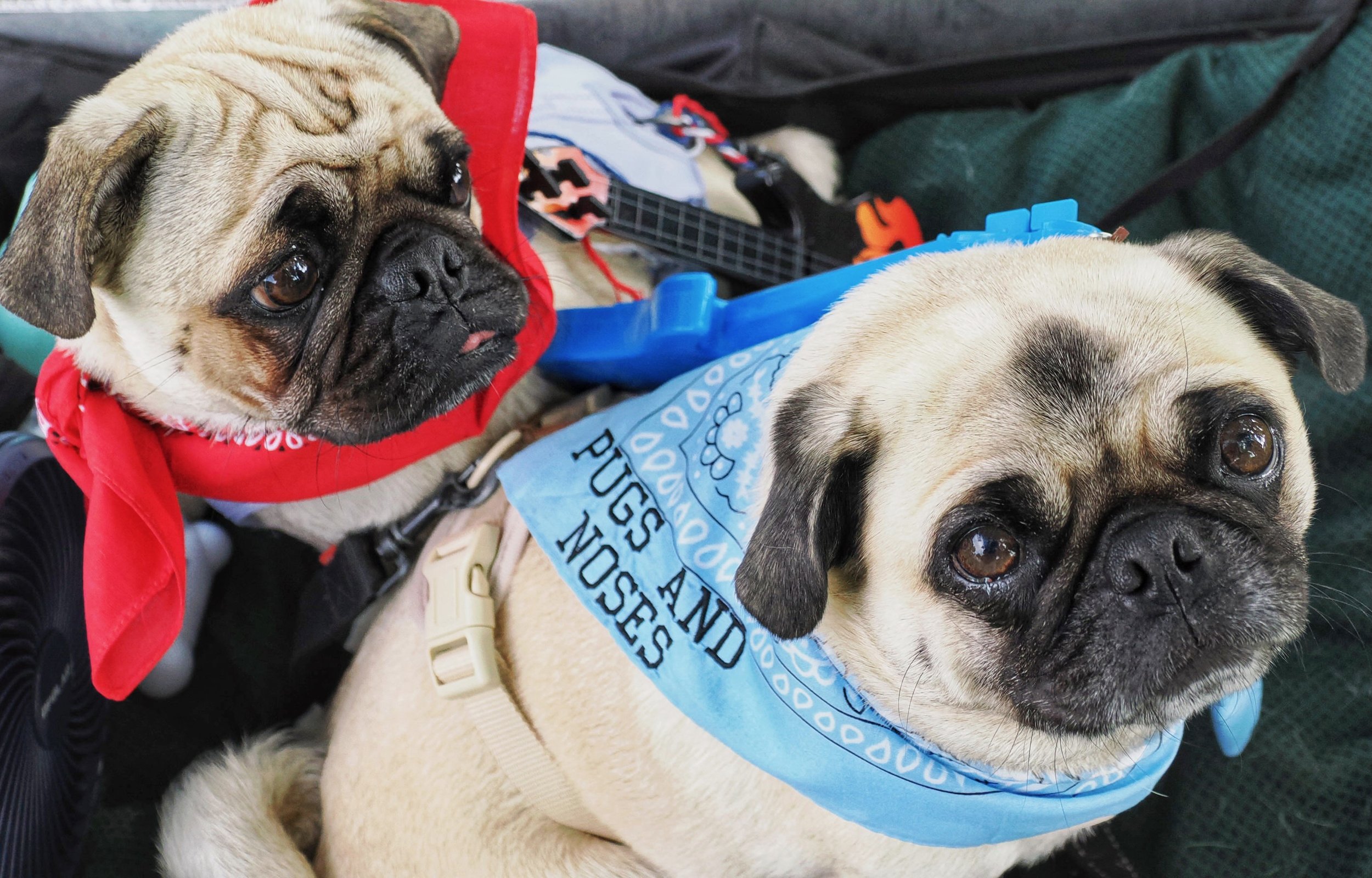 Two bulldogs with brown and black fur, wearing blue and red bandanas, lying close to each other, looking at the camera.