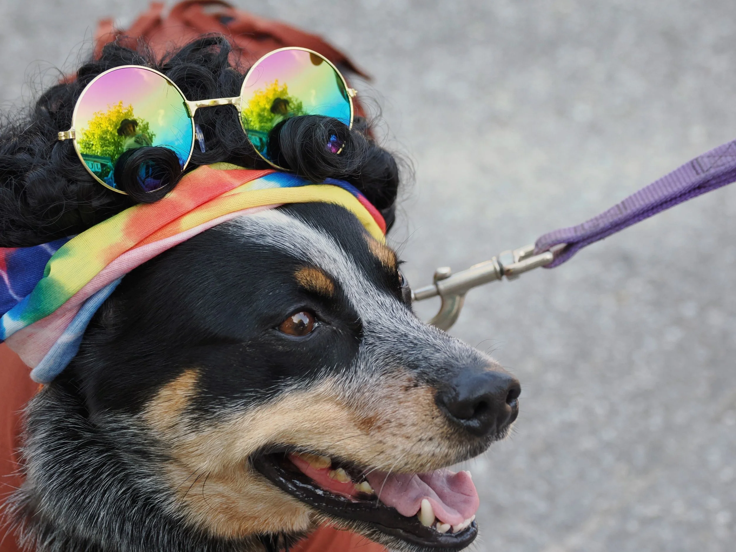 A close-up of a dog with curly black fur wearing rainbow-colored sunglasses and a rainbow bandana. The dog is on a leash and appears happy with its mouth open and tongue slightly out.