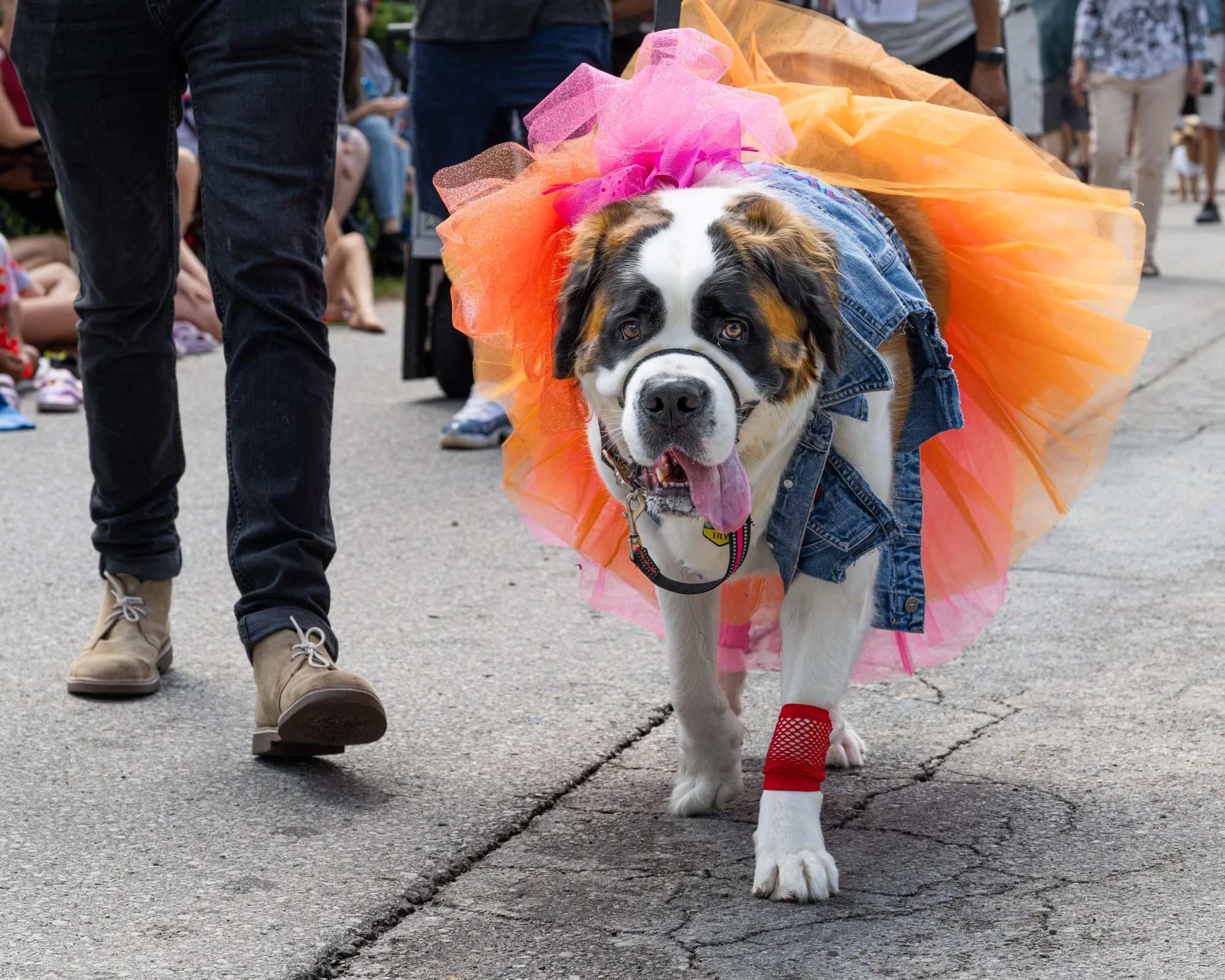 A dog dressed in a denim jacket and colorful tutu, with red leg warmers, walking on a street in a parade or festival setting, surrounded by people.