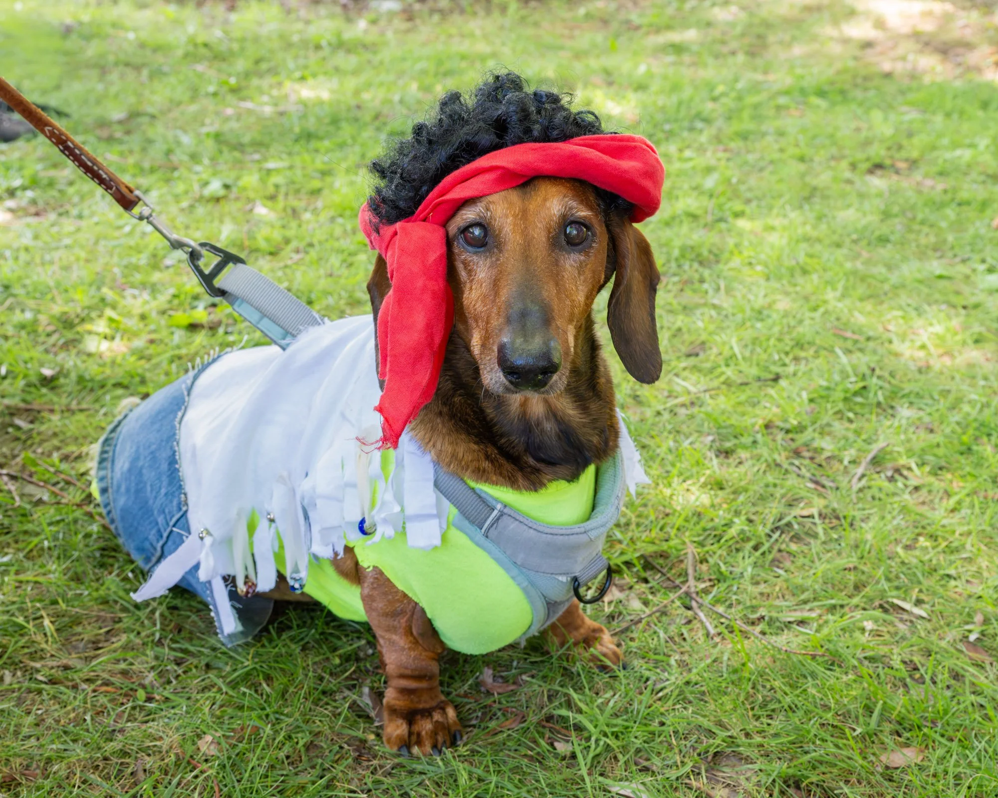 A dog dressed in a costume resembling a pirate, wearing a black curly wig, a red bandana, a white and green outfit, and a pirate-style vest, sitting on grass in a park.