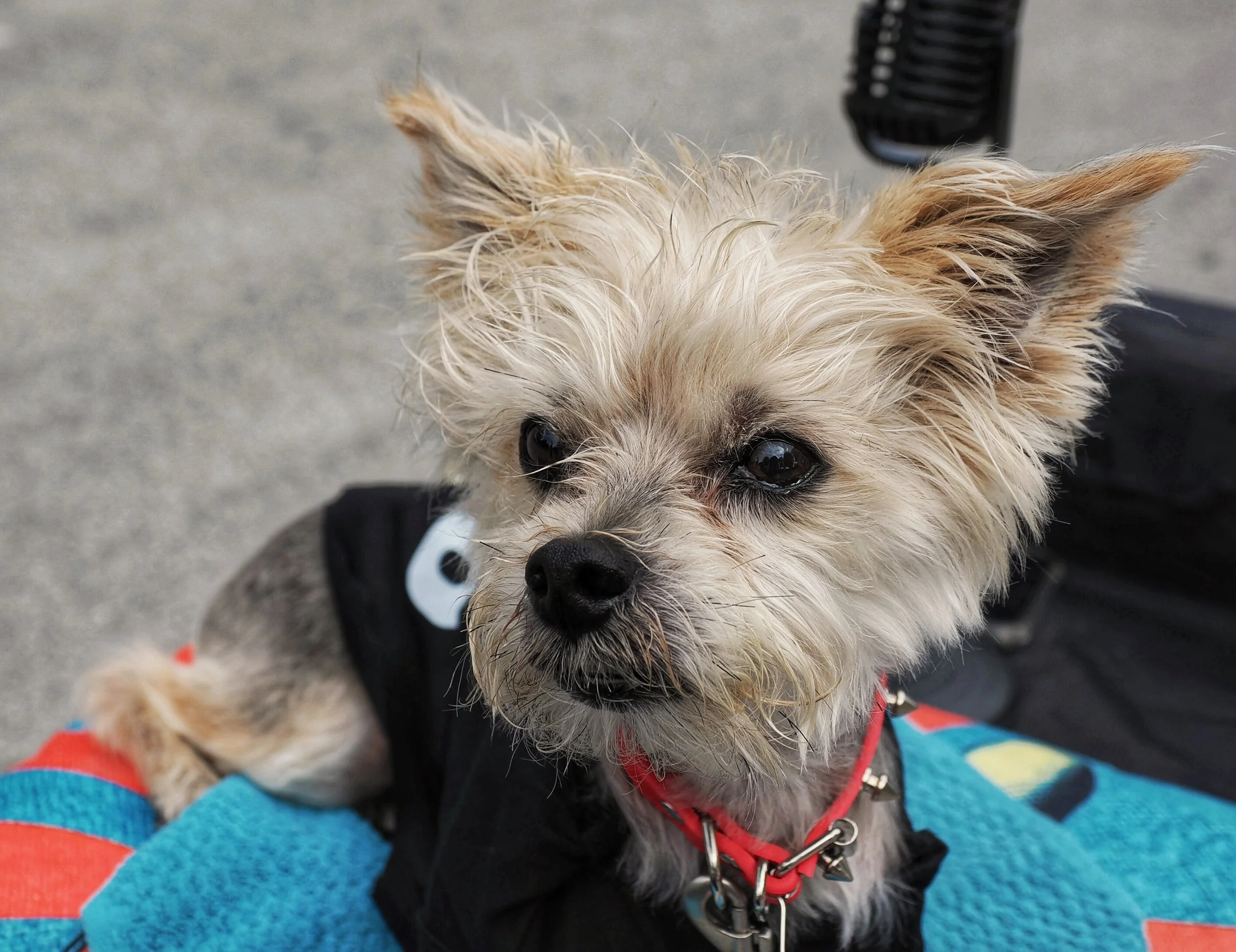 Small dog with light-colored, scruffy fur and large, dark eyes wearing a red collar, sitting on a blue and red blanket.
