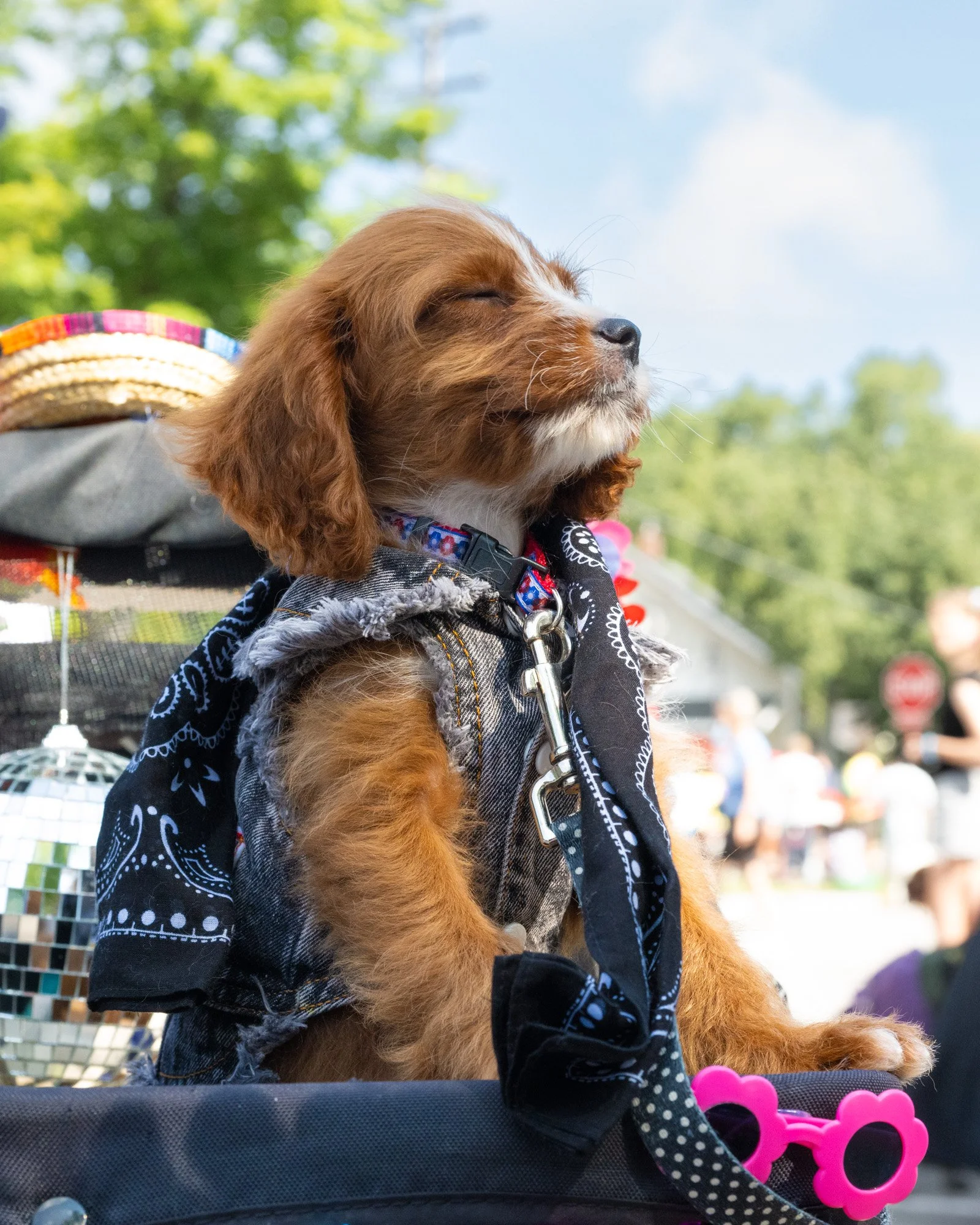 Puppies 1st Parade.jpg