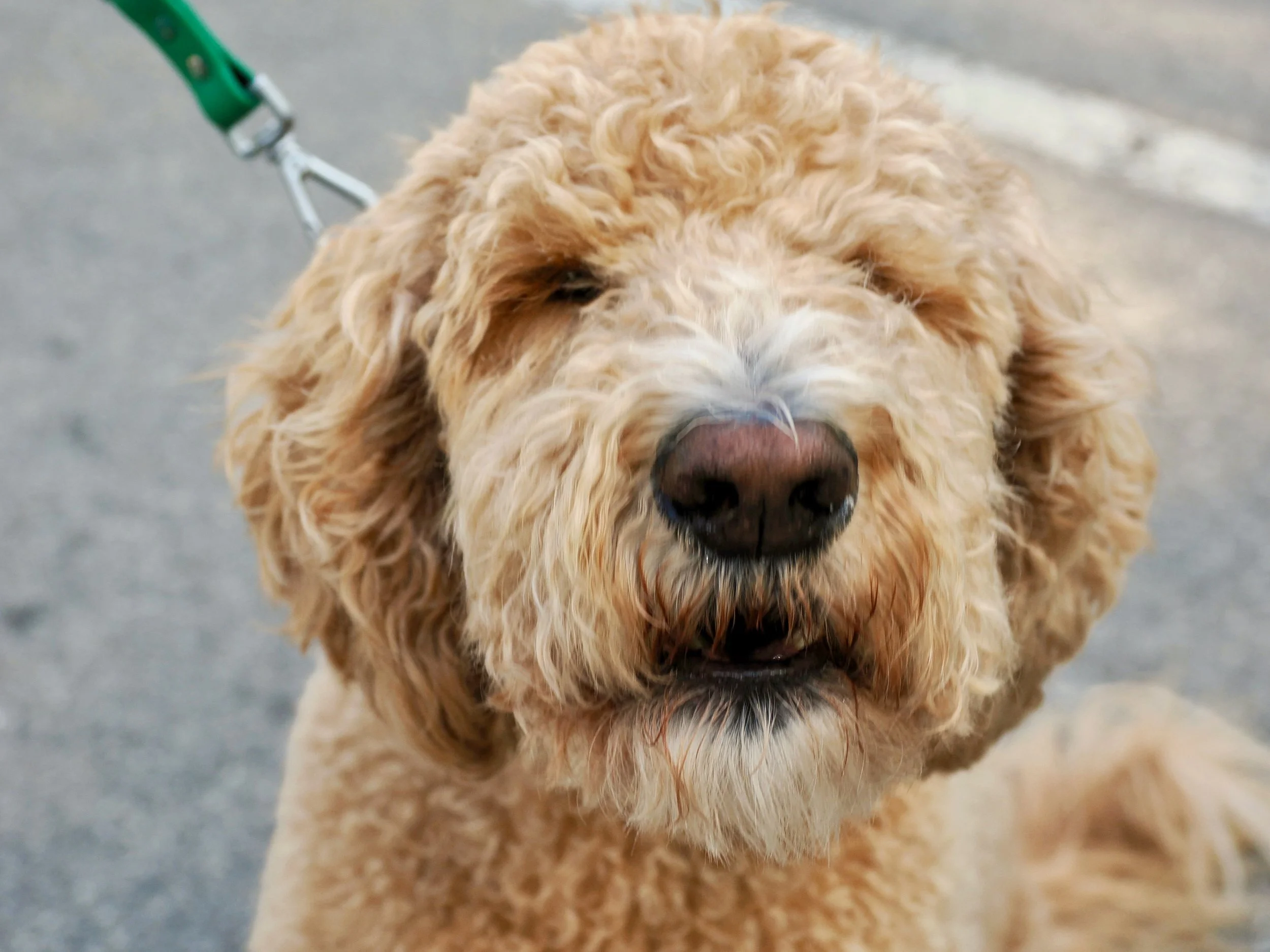 Close-up of a large, fluffy, curly-haired dog with a tan coat on a gray concrete surface.