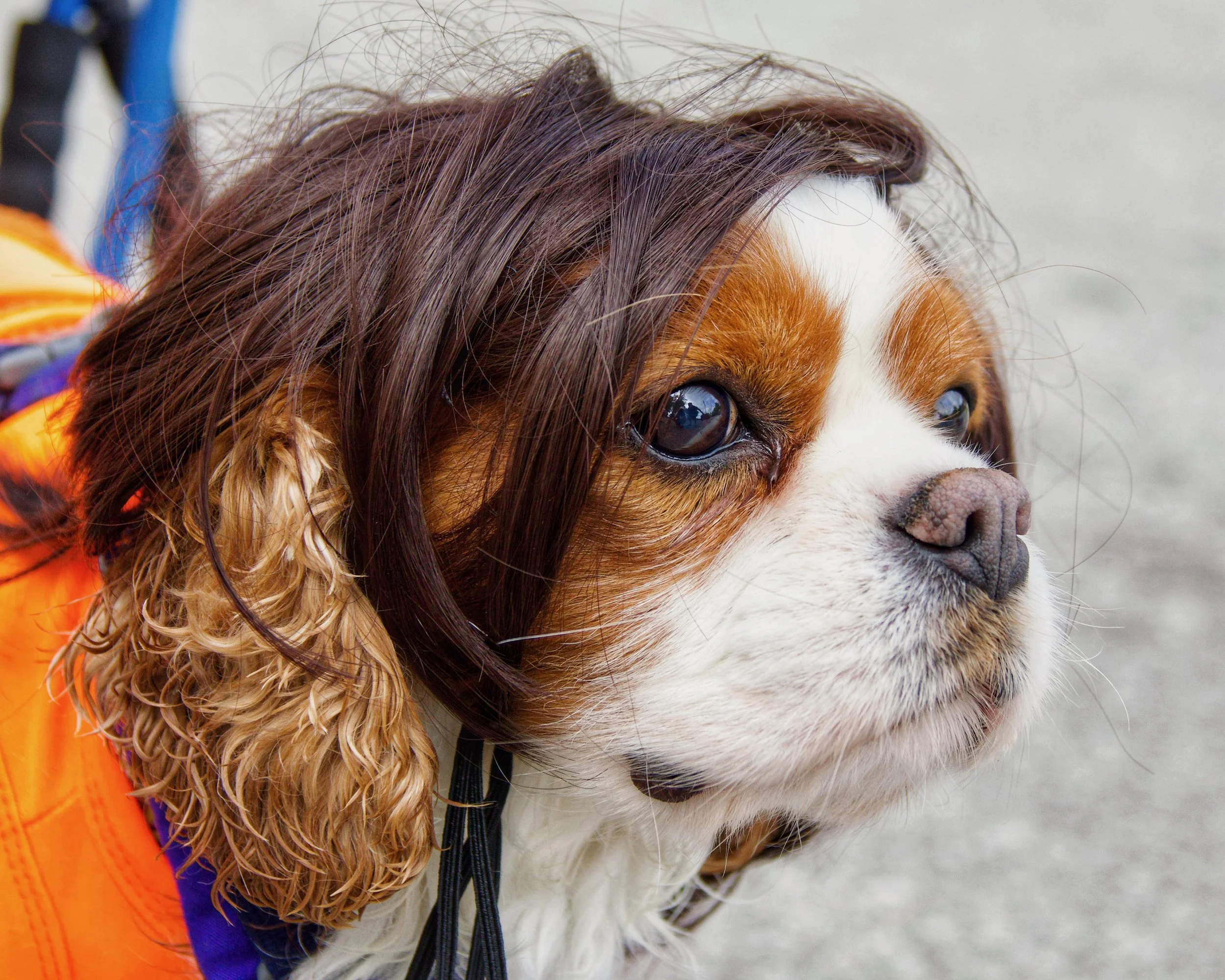 Close-up of a dog with brown and white fur, wearing orange and purple clothing. The dog has wet, wavy hair and water on its face, with a neutral expression.