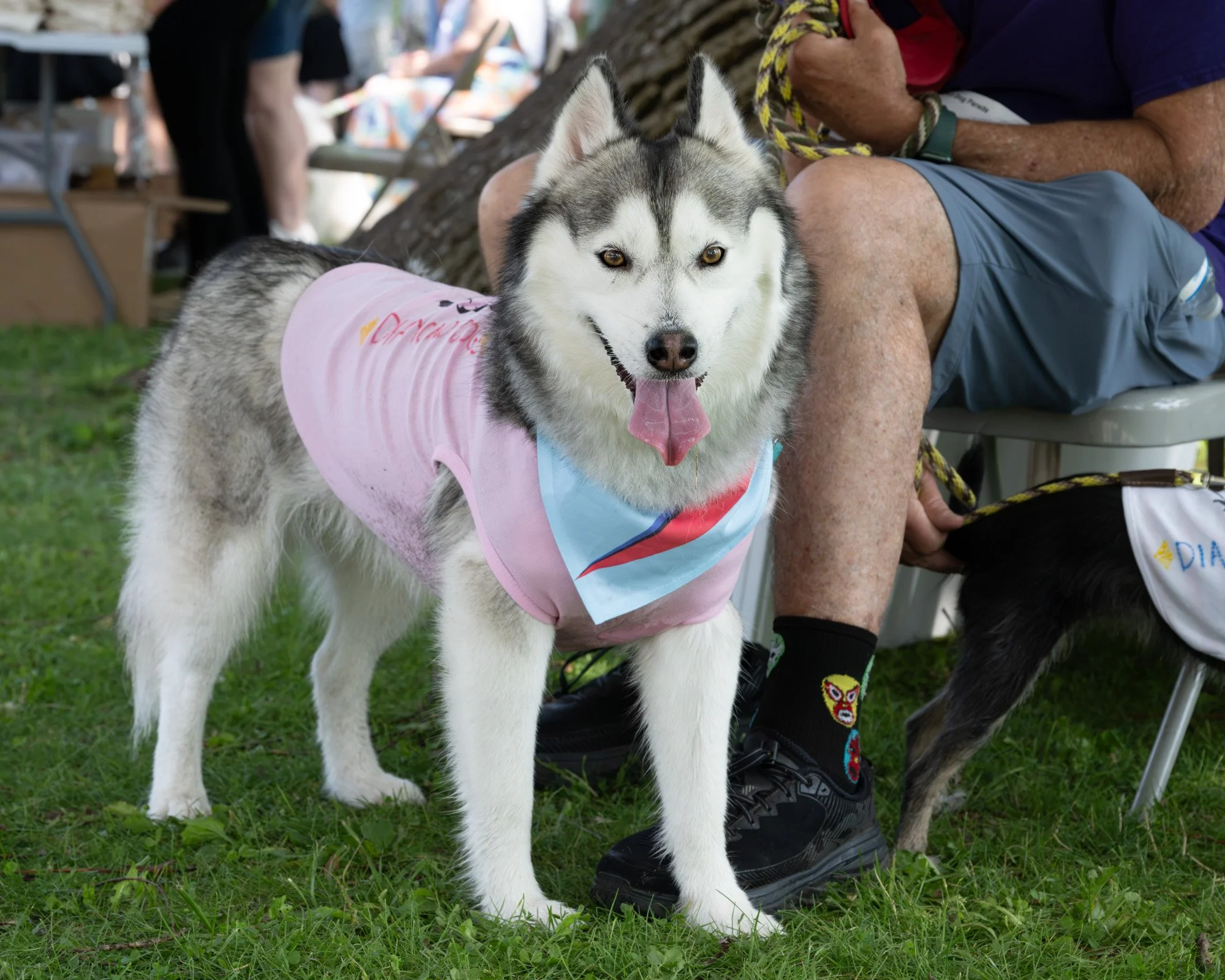A Siberian Husky wearing a pink shirt with colorful text, standing on grass at an outdoor event, with people sitting and walking in the background.