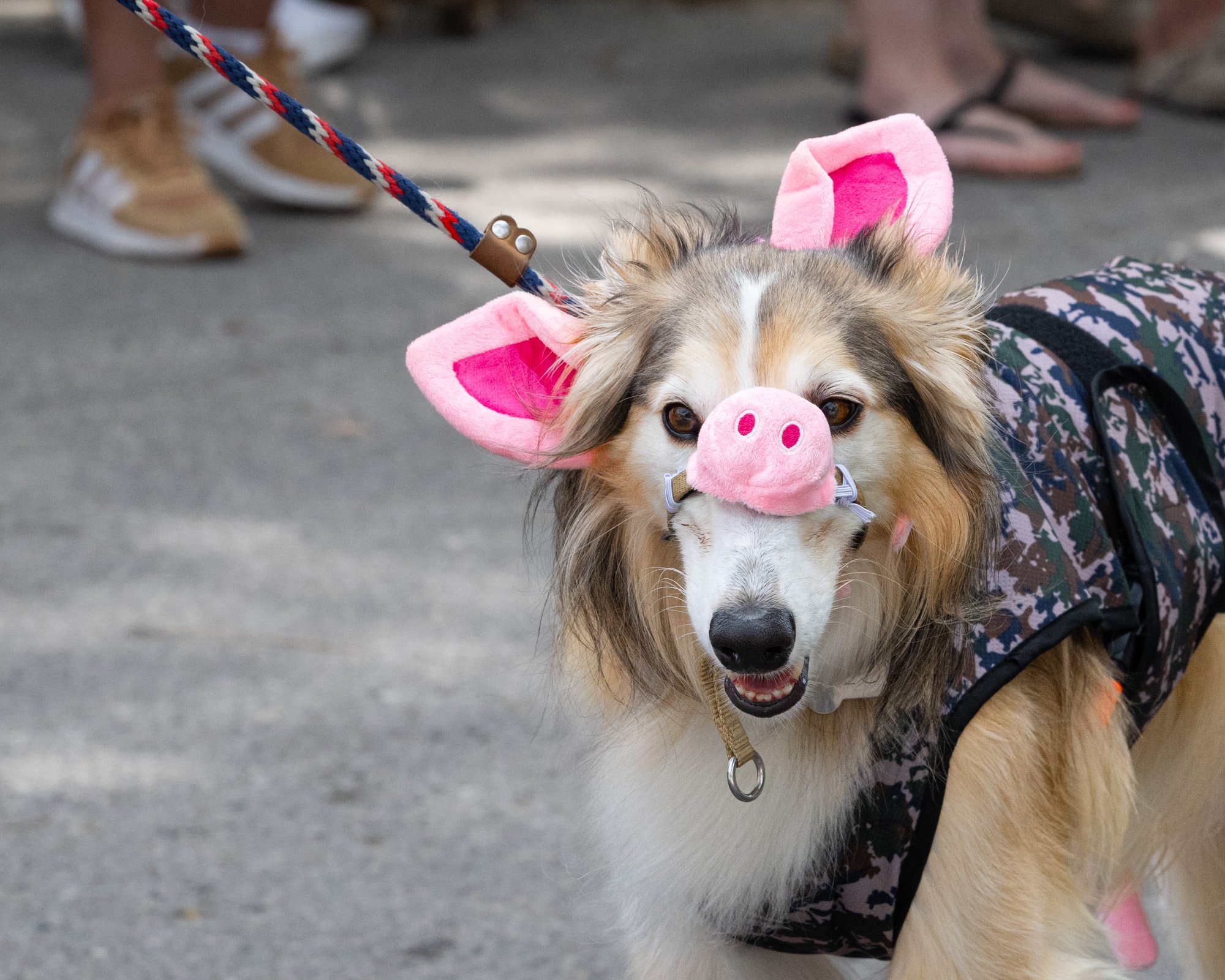 A dog wearing a pig costume, including pink pig ears and a snout, being held on a leash by someone wearing camouflage pants and sneakers.