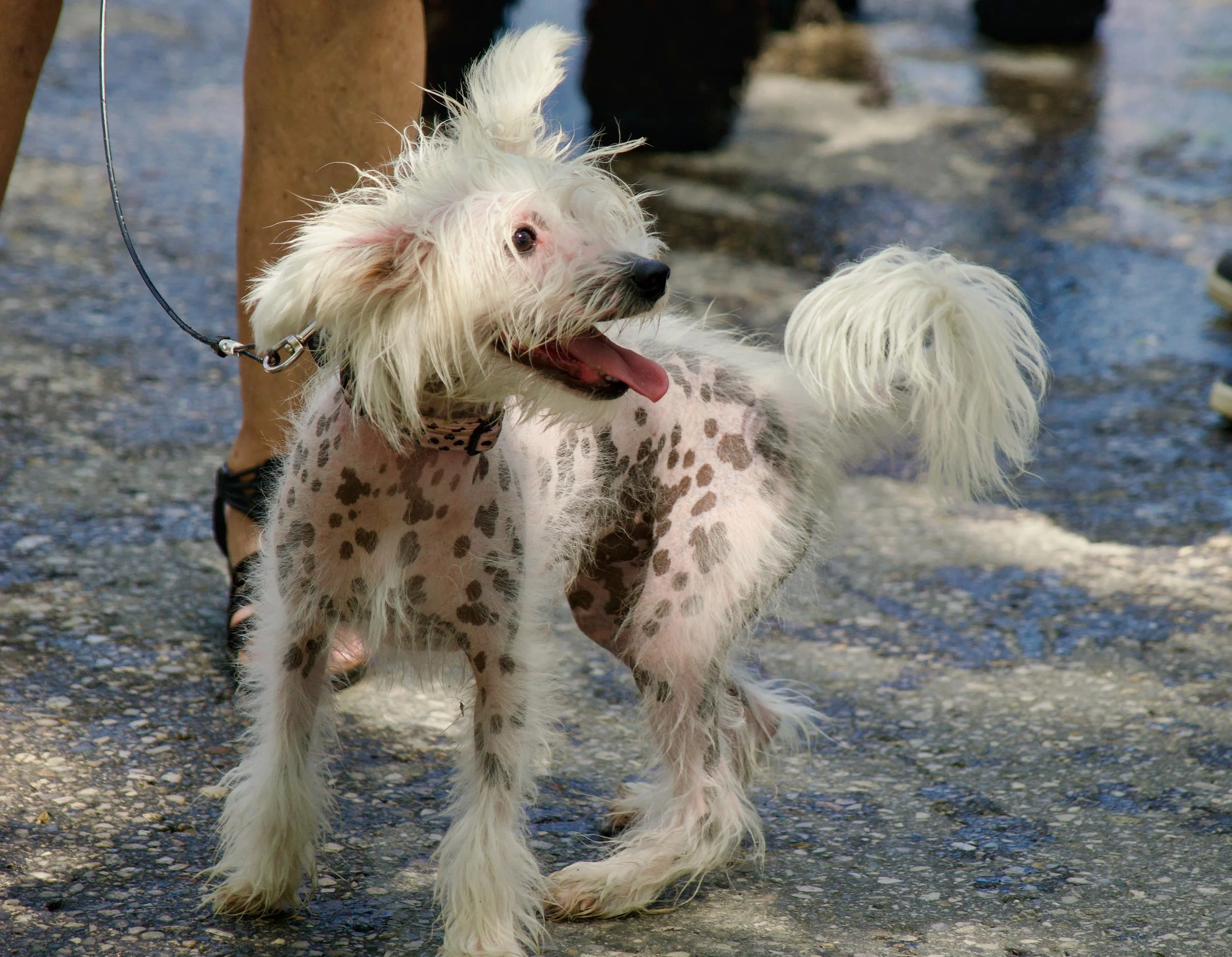 A small white dog with long fur, standing on a gravel pathway near a body of water, with a dog collar and leash, looking to the side with its tongue out.