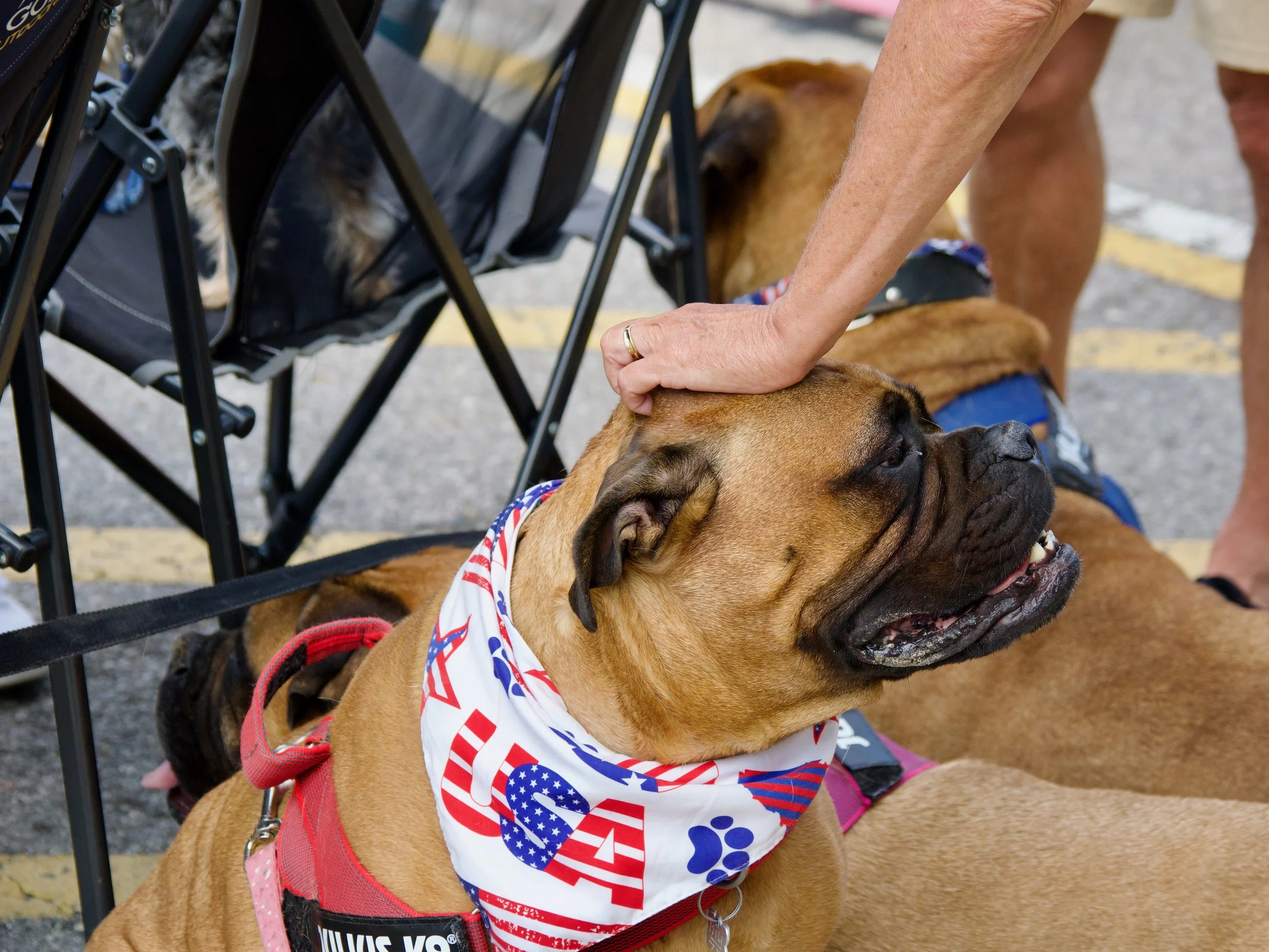 Close-up of two large dogs, one with a tan coat and the other with a darker coat, wearing patriotic bandanas, with a person petting the tan dog. The scene appears to be outdoors in a parking lot.