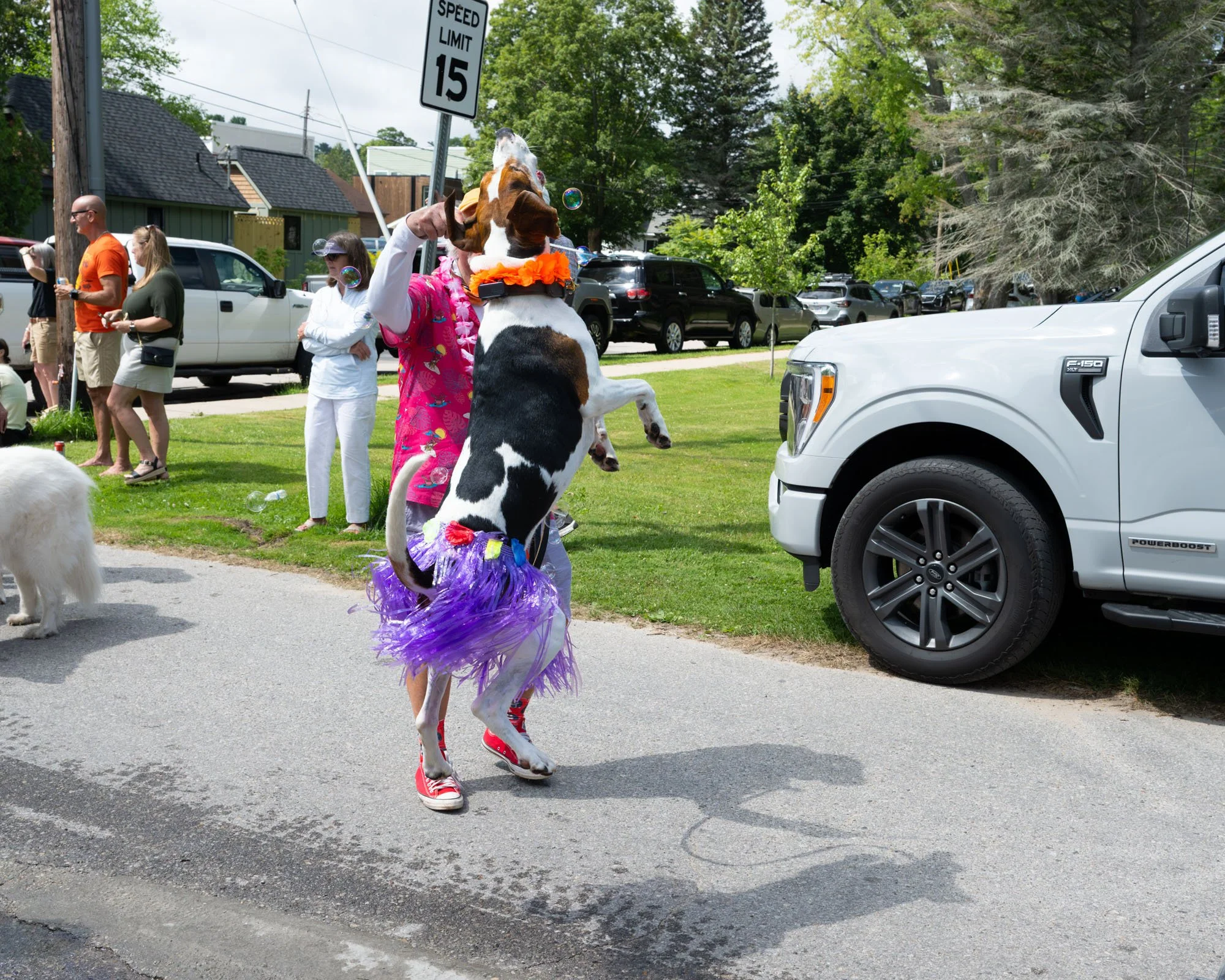 A person dressed in a colorful pink shirt, purple tutu, red shoes, and a ladybug hat is riding a large dog that is standing on its hind legs, wearing a bandana and a purple tutu. The scene appears to be a street fair or parade with several onlookers,