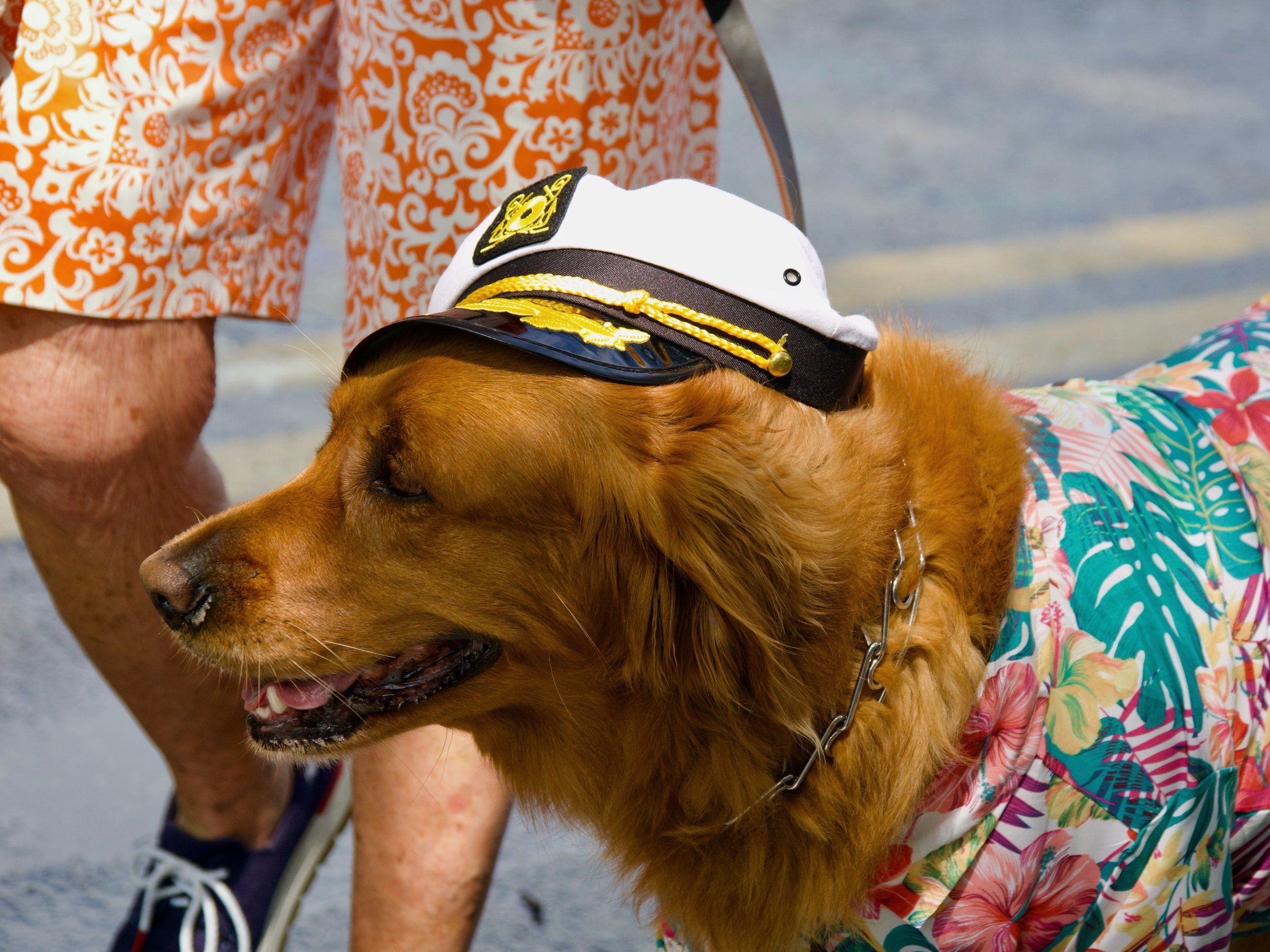 A dog wearing a captain's hat resting its head on a person's lap during a beach outing, with the person wearing colorful tropical shorts. The scene is outdoors near water.