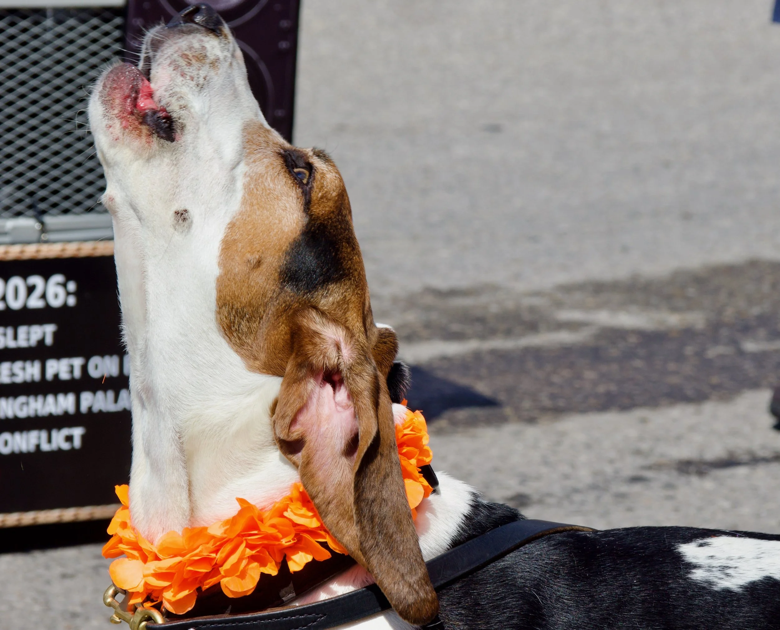 Beagle dog wearing an orange flower lei, with one eye closed, sitting outdoors with a blurred background.