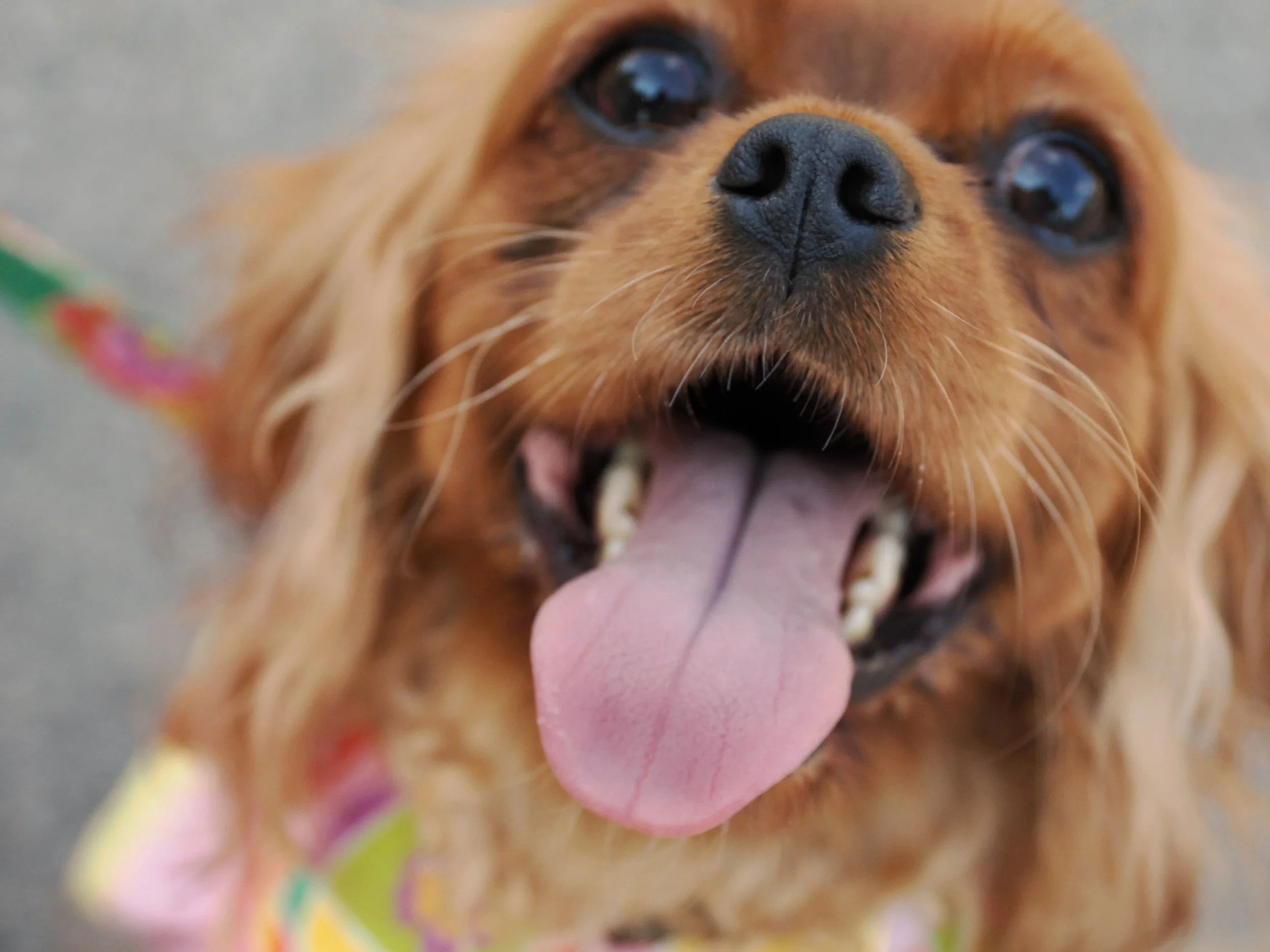 Close-up of a brown dog's face with its tongue sticking out, showing its nose and eyes.