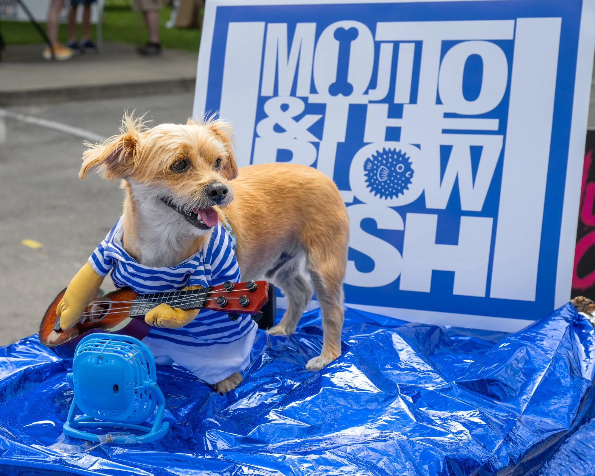A small dog dressed in a blue and white striped shirt holding a small guitar, standing on a shiny blue surface at an outdoor event with a large blue and white banner in the background.