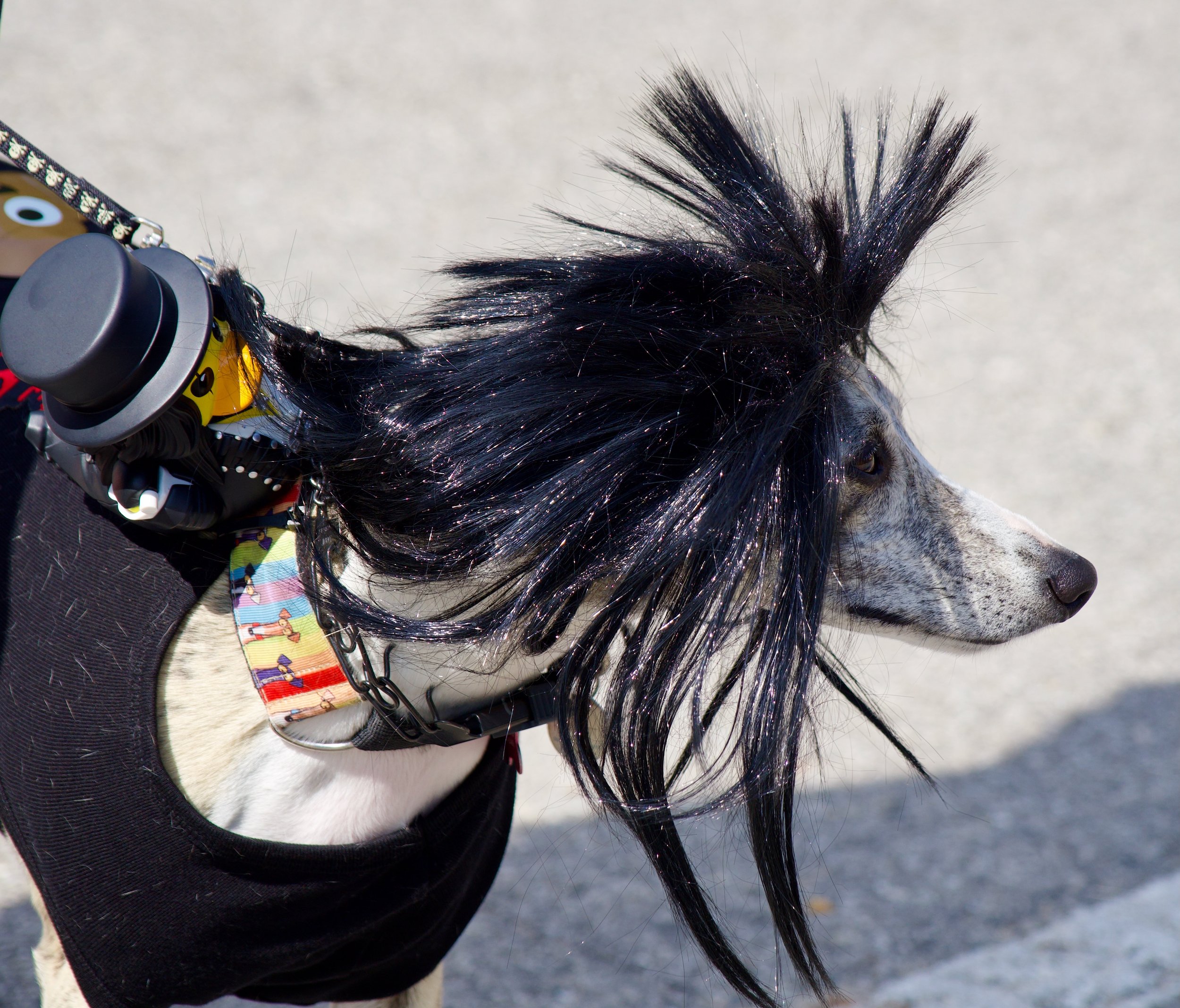 Close-up of a pony wearing a colorful, decorated harness and a grey fishing lure on its head, with a black mane and a grey background.