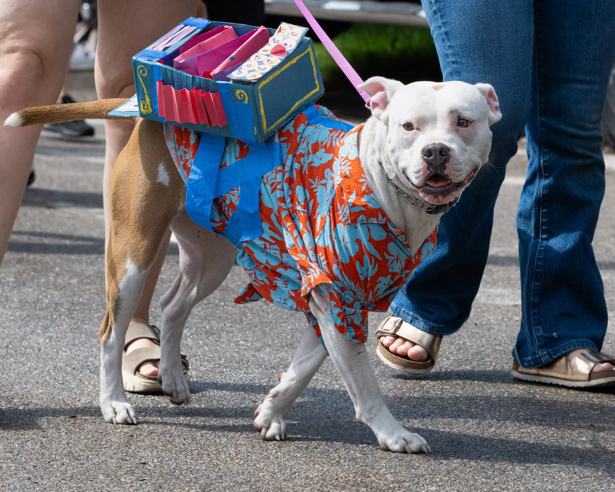A dog wearing a Hawaiian shirt and a paper box on its back, filled with colorful paper crafts, standing outdoors on a paved surface next to people's legs.