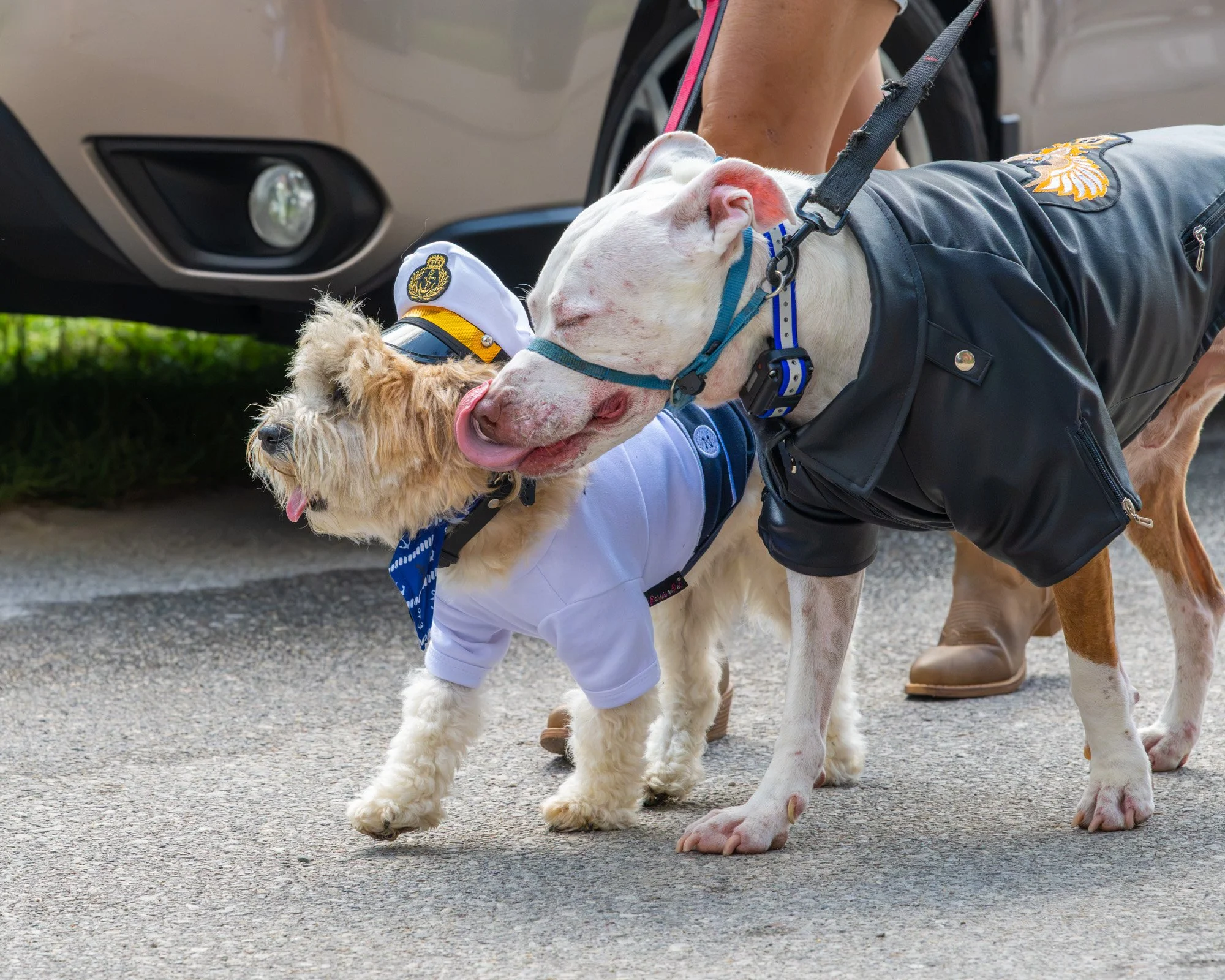 Two dogs dressed in costumes standing on a paved surface near a parked car.