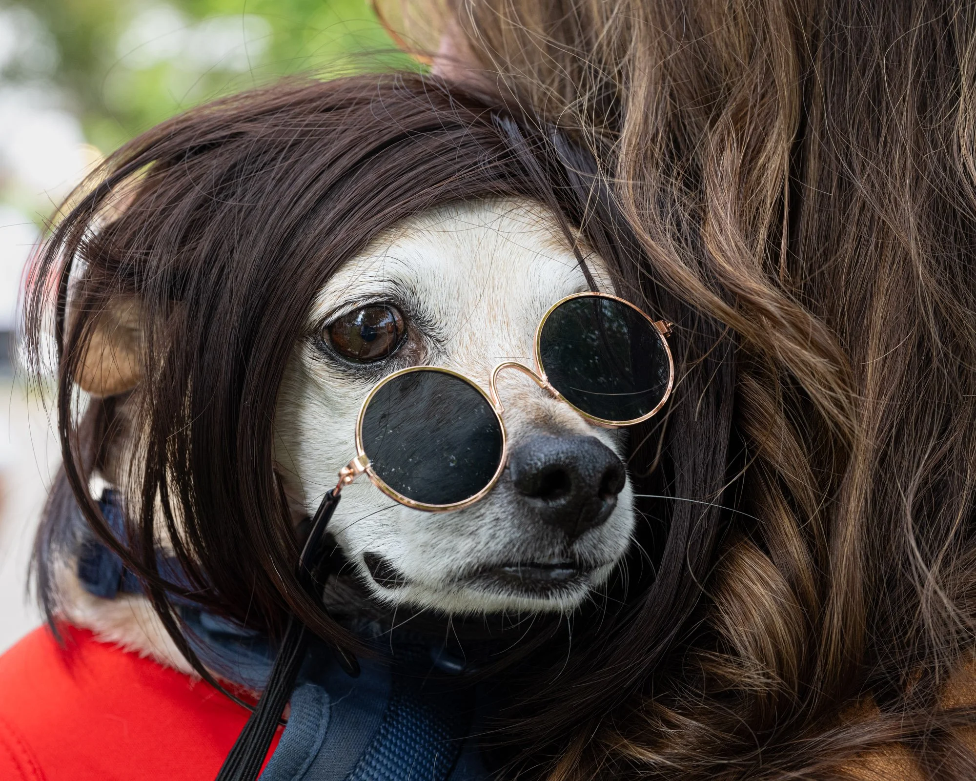 A dog with long brown and white hair wearing round sunglasses and a red vest.