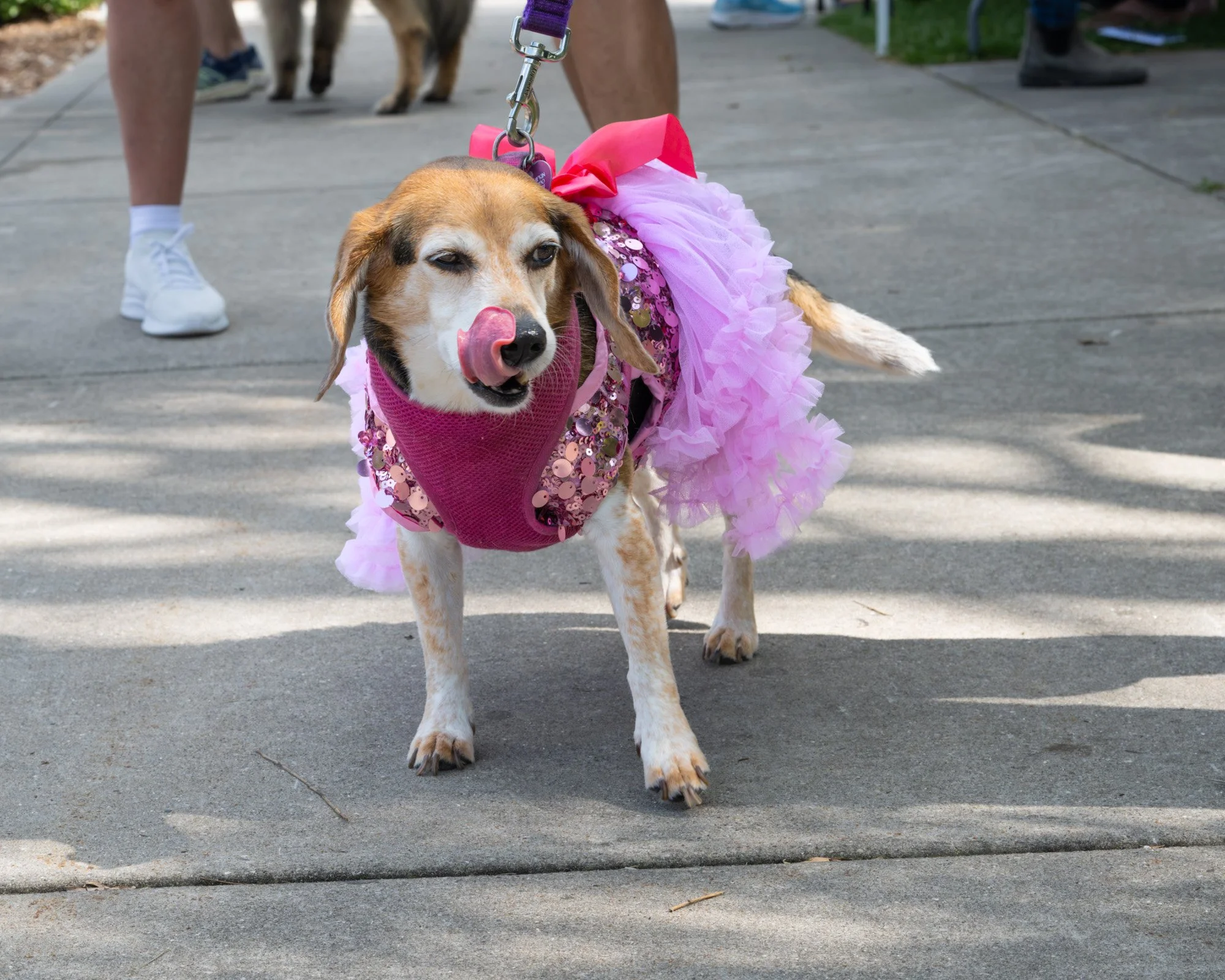 Beagle in frilly skirt.jpg