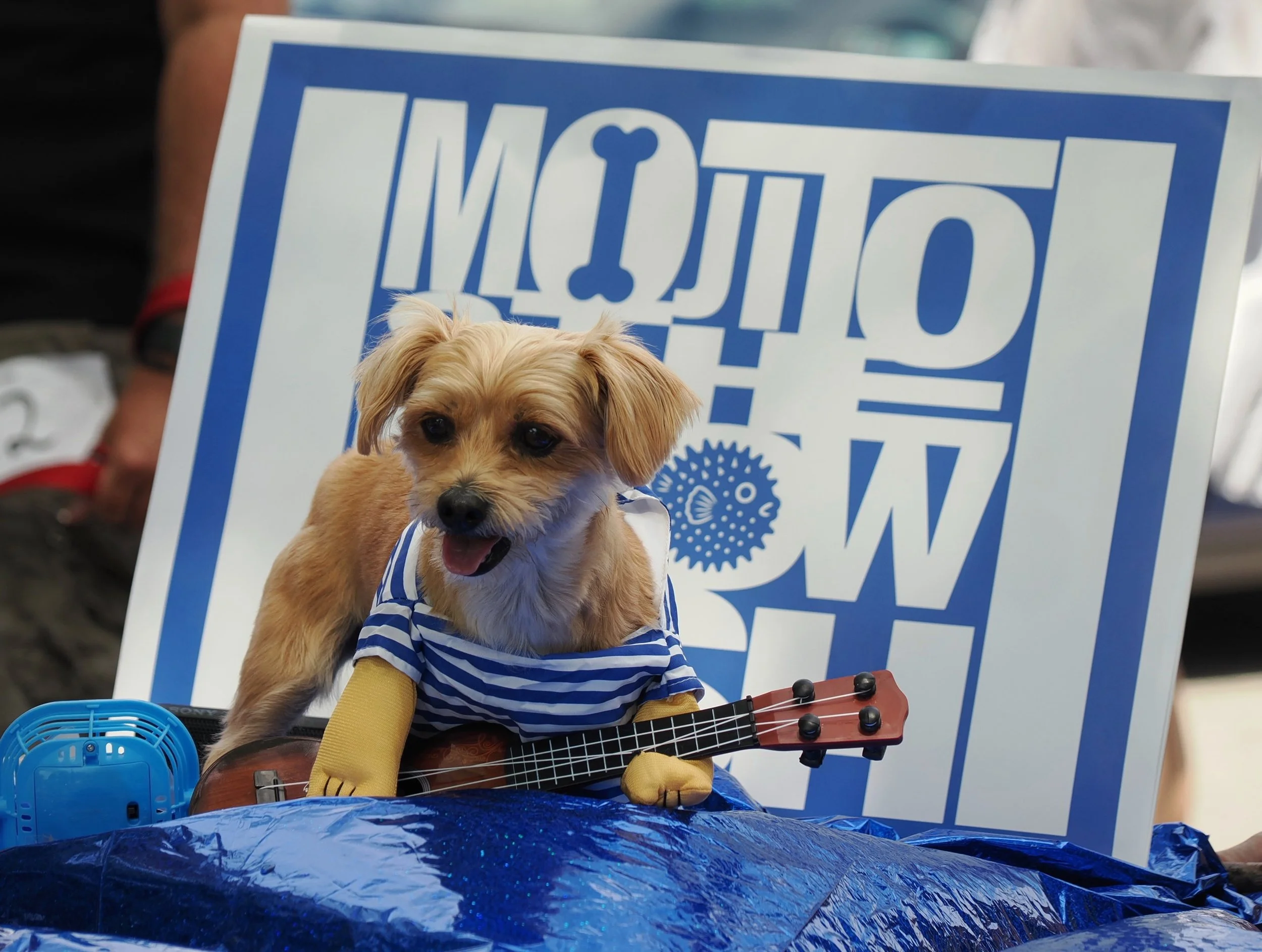 A small puppy wearing a striped shirt, sitting on a blue plastic surface, holding a small guitar, with a sign in the background and a blue fan in front.