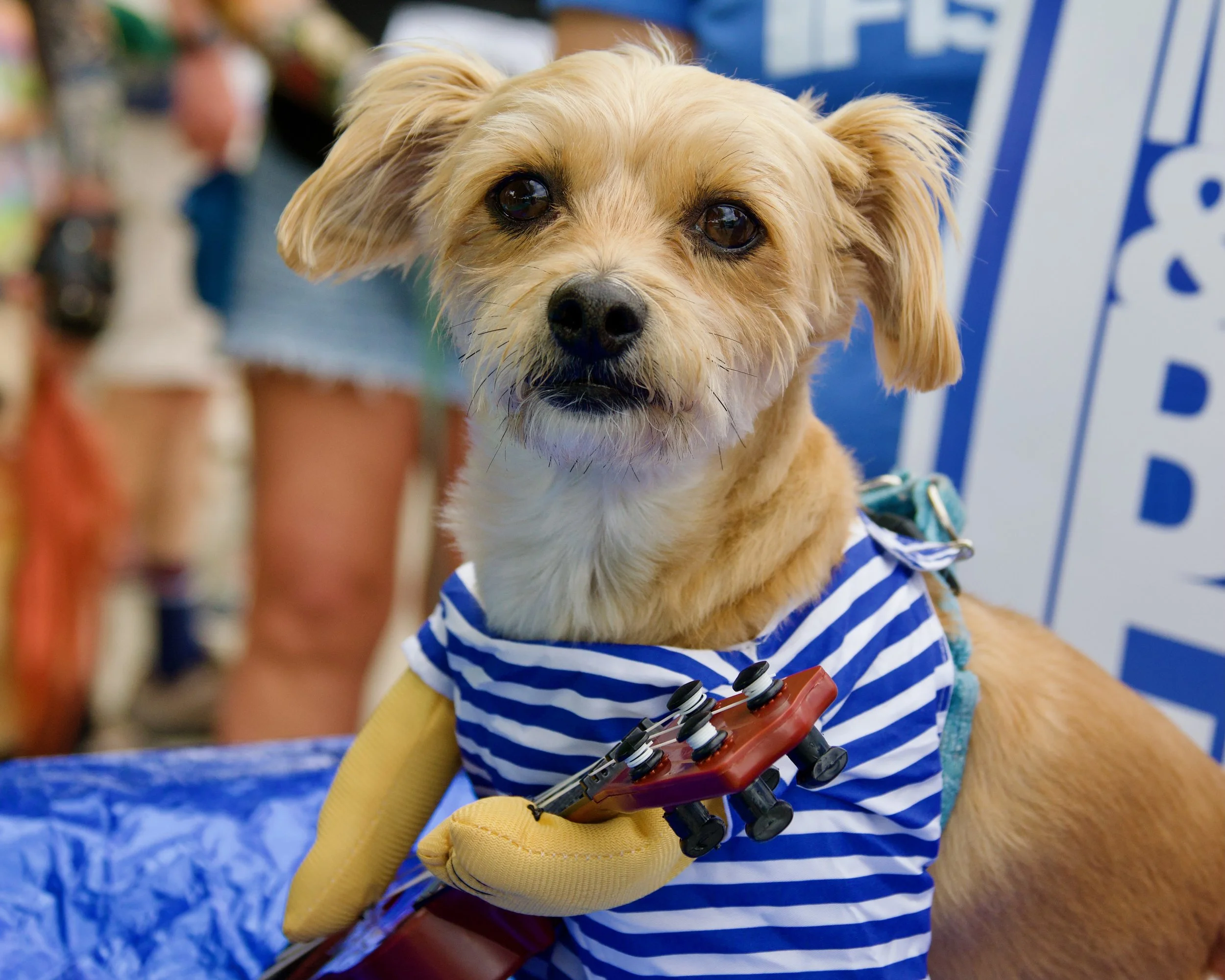 Dog wearing a blue and white striped shirt, with yellow gloves and holding a toy or tool, in a store or activity setting.