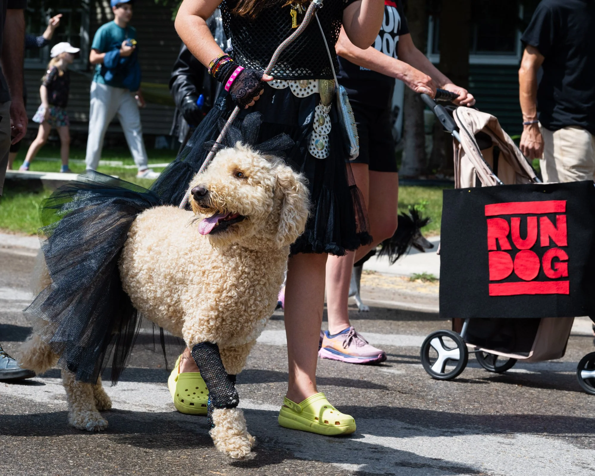 A person walking a fluffy beige dog dressed in a black tutu and lace gloves at an outdoor event with several people in the background.