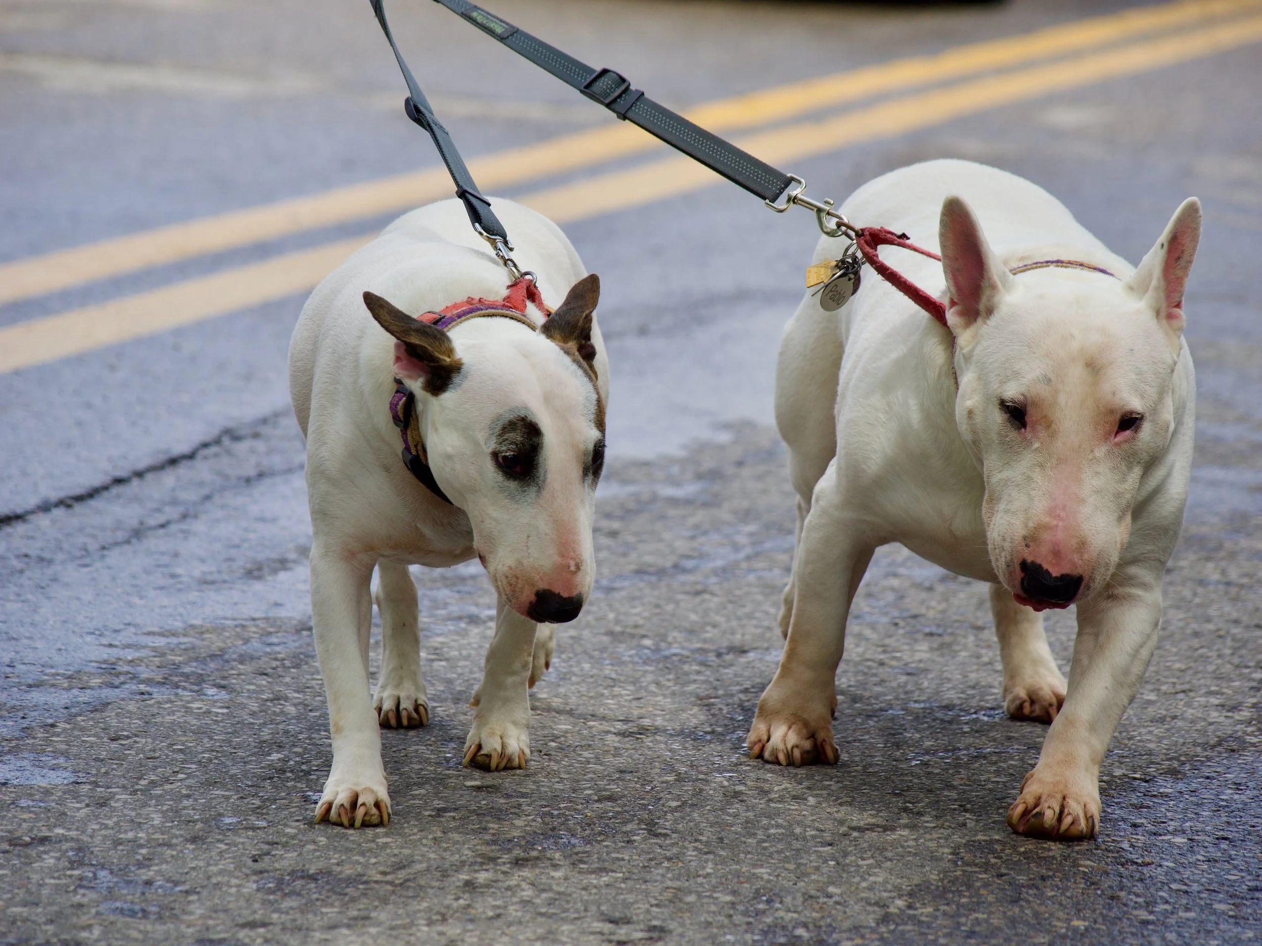 Two dogs on a leash walking on a paved street with yellow lines. One dog has a white coat with brown spots, and the other dog has a mostly white coat with some black spots.