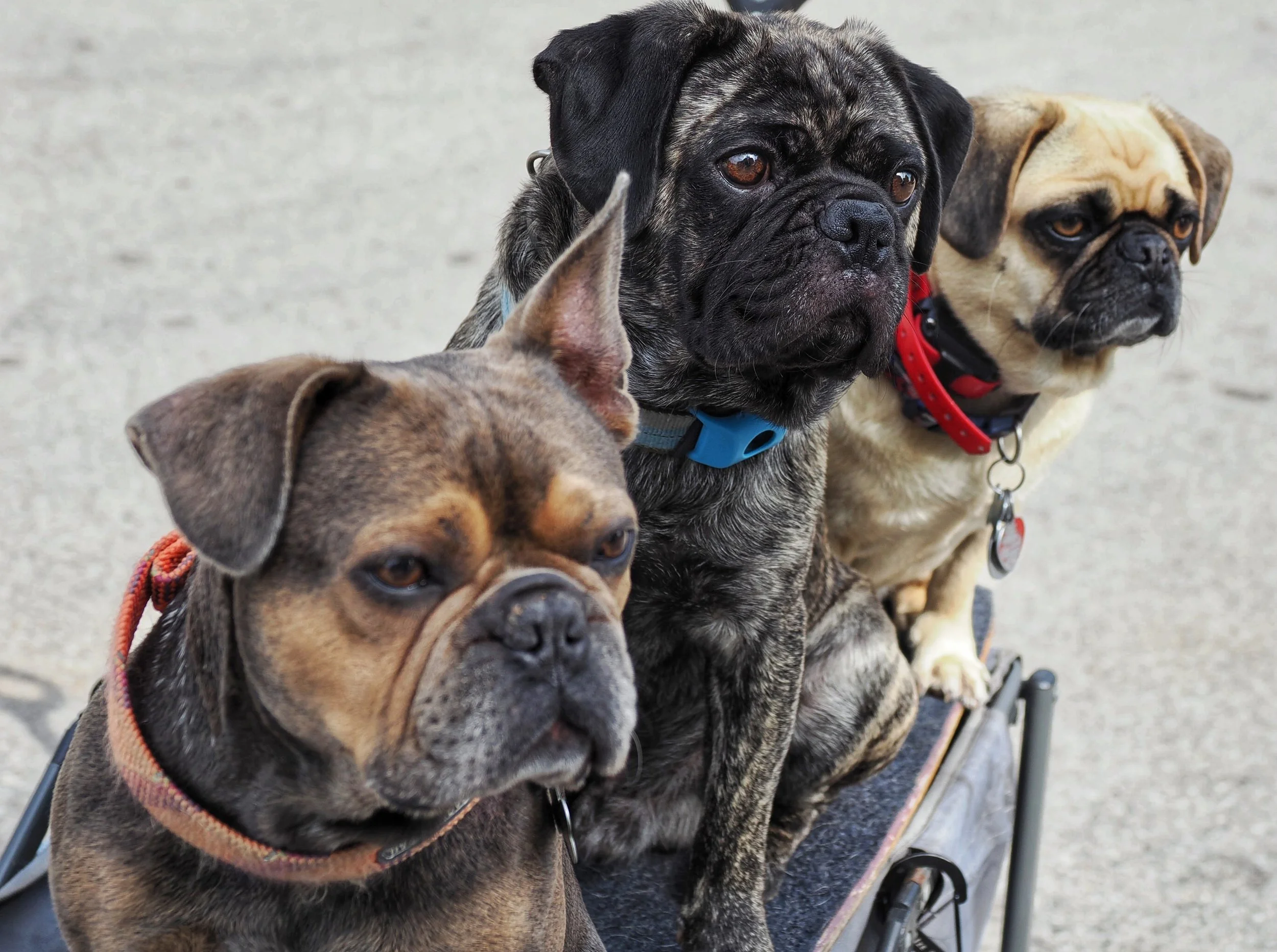Three dogs of different breeds sitting together outdoors, each wearing a collar and a harness.