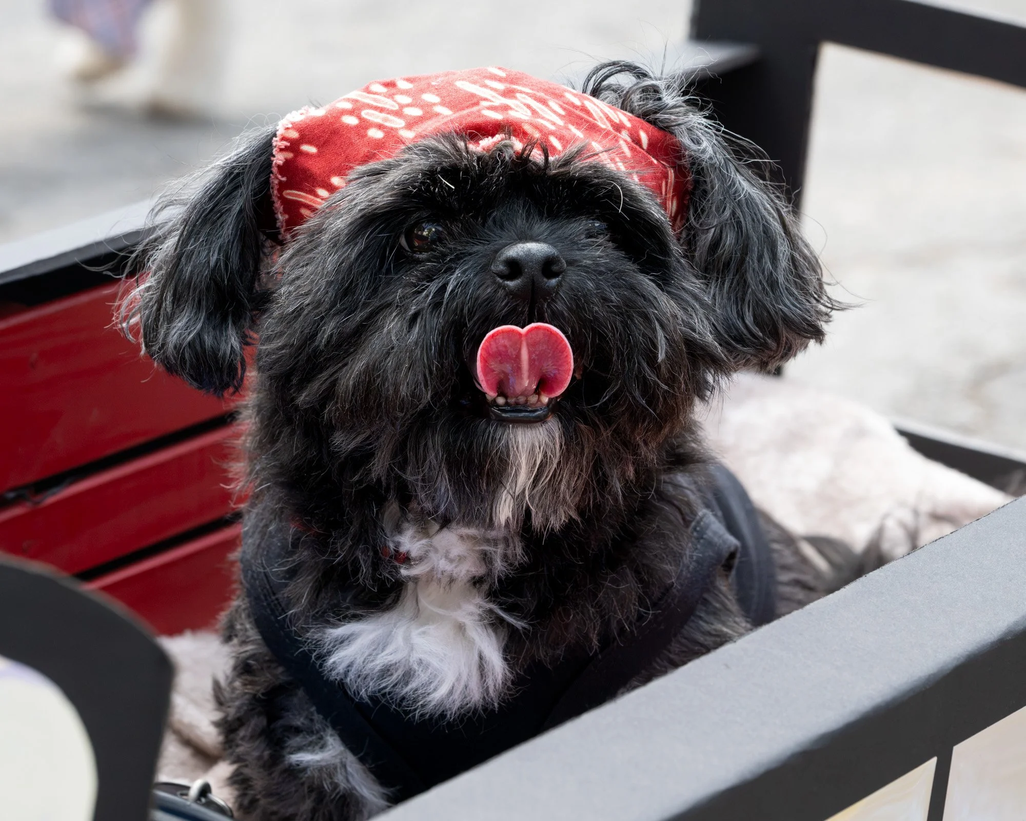 A small black dog with white chest and paws wearing a red bandana, sticking out its tongue, sitting on a bench outside.