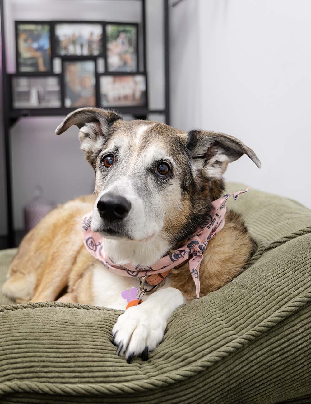 Charlie, the office dog at Firefly Financial, lying on a green cushion indoors. He is a mixed-breed dog and wears a pink bandana