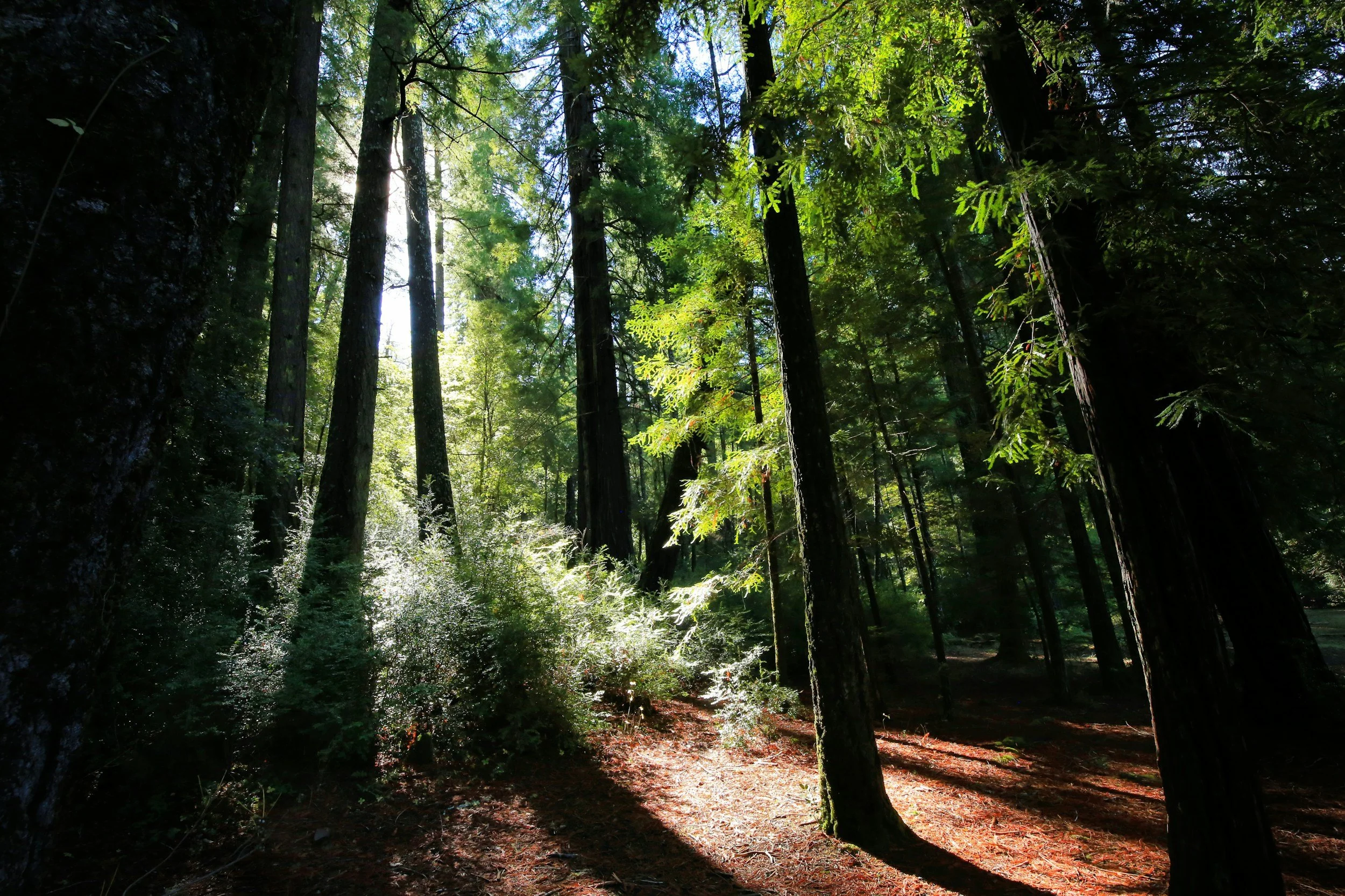 A Gentle Pause: Nourish &amp; Reflect This Season