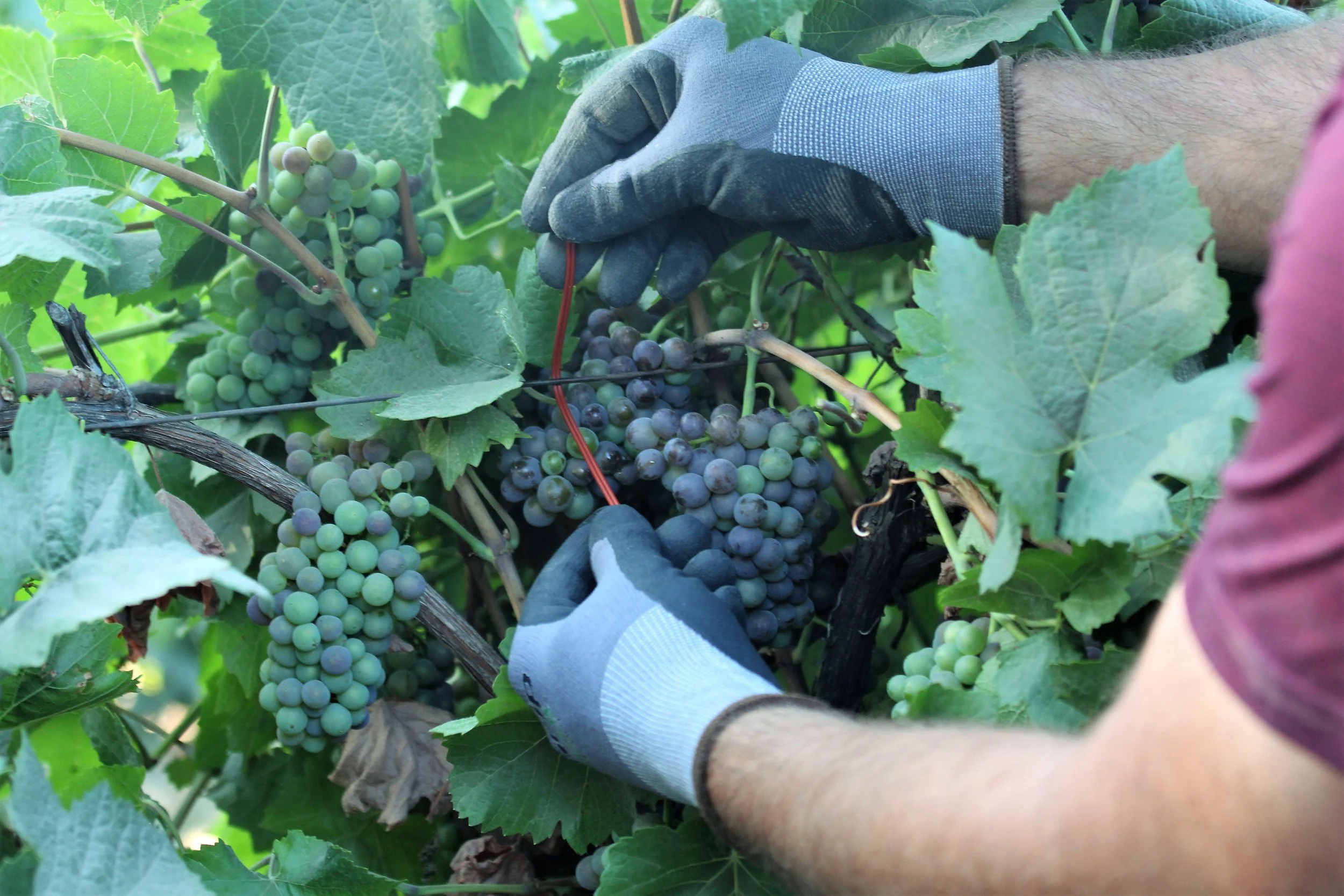 VMB in  Grapes 5.JPG