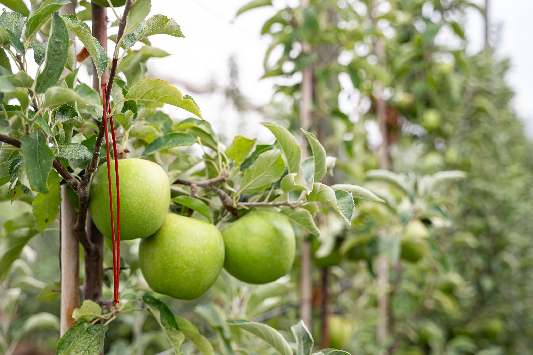 Codling Moth Control with Isomate CM Flex — Pacific Biocontrol