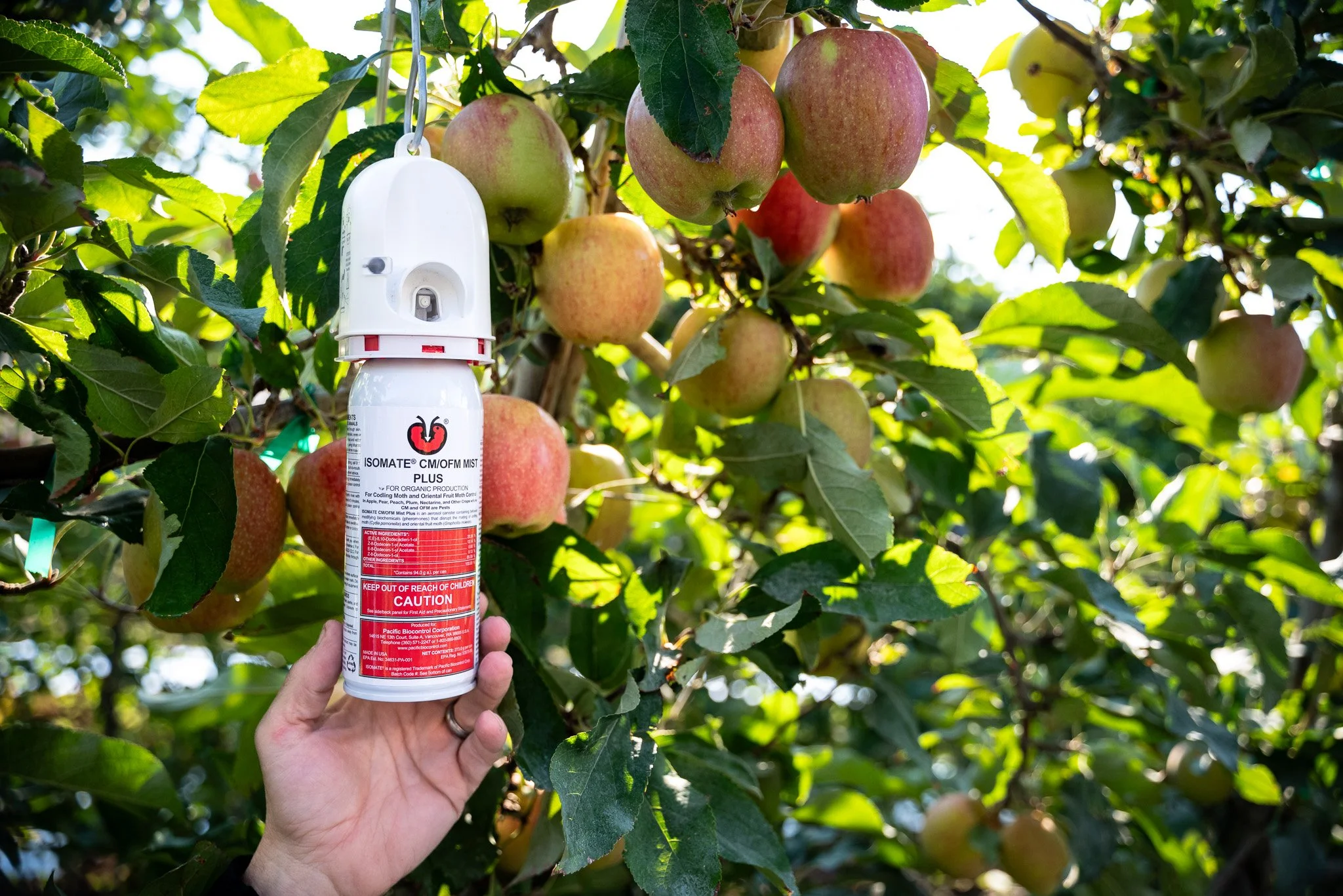 CM OFM Mist with Blush Apples and Hand 2.jpg