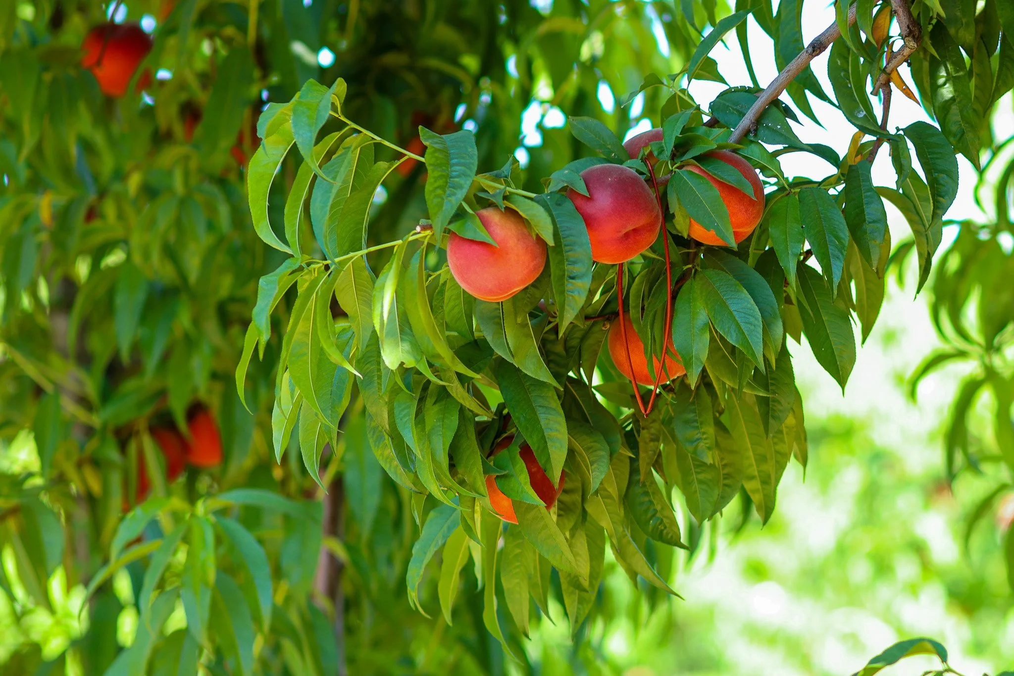 OFM TT in Peach Tree.jpg