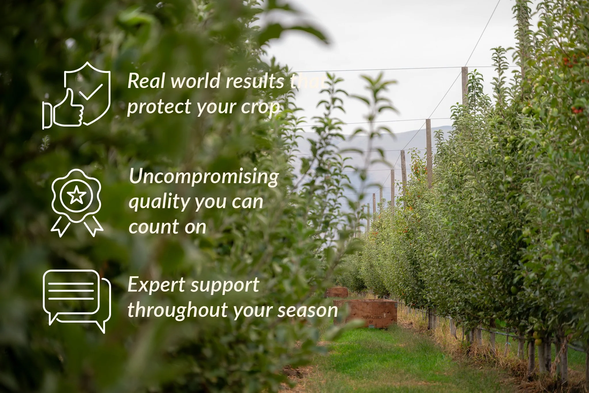 Promises Apple Row with Bin.jpg