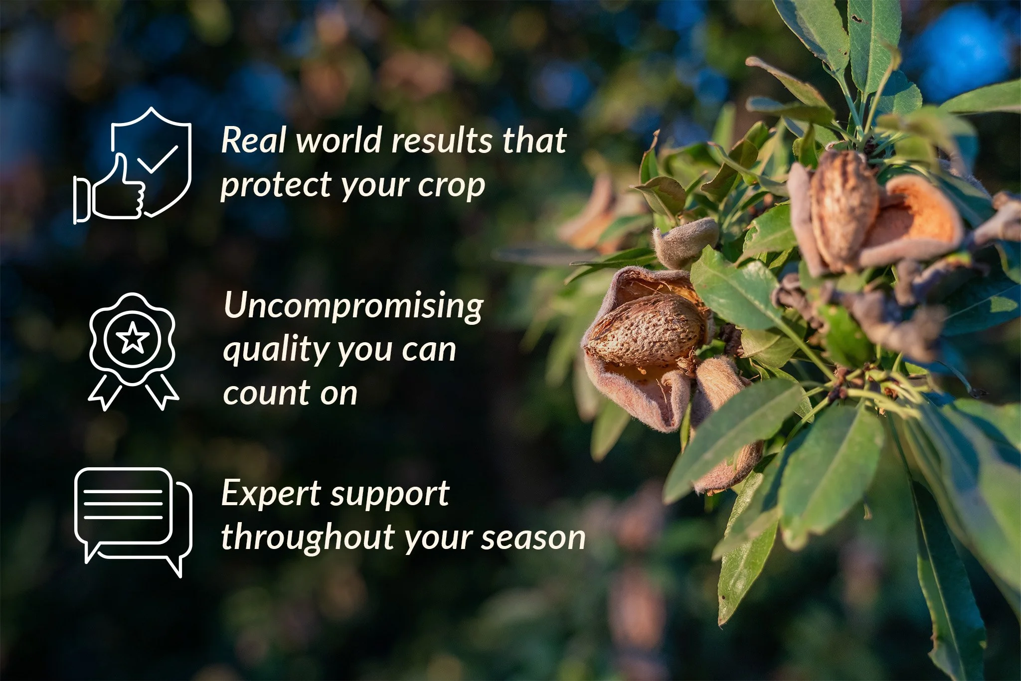Promises Almond.jpg