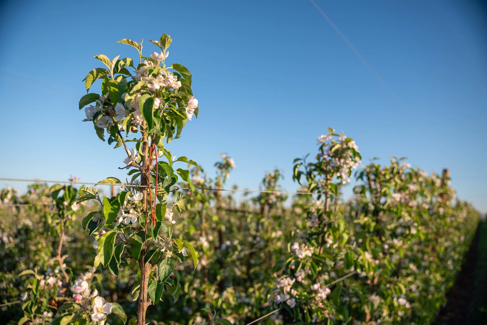 Why do point sources matter in pheromone mating disruption?